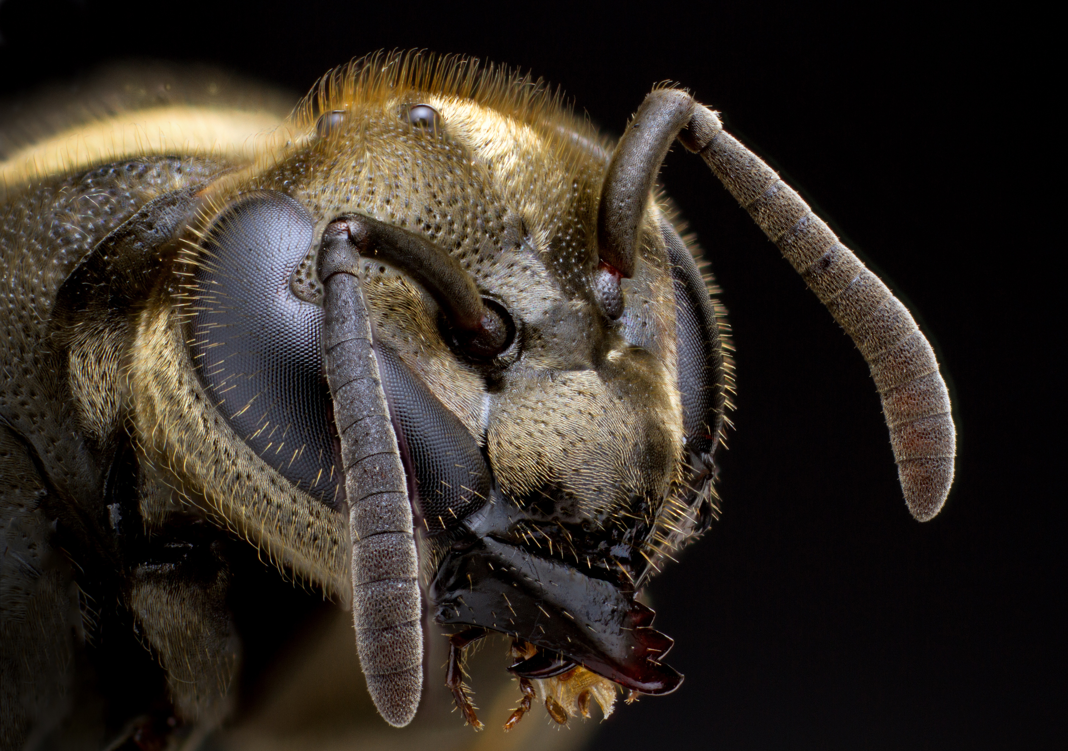 Brachygastra-MexicanHoneyWasp