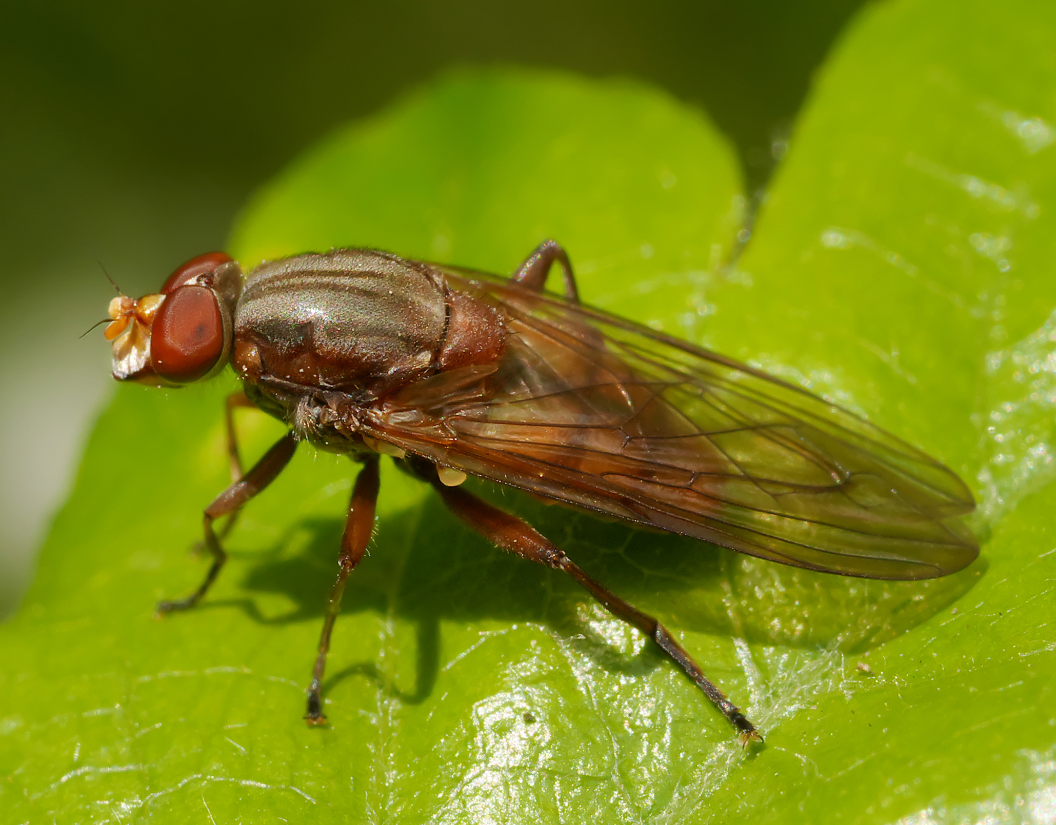 Brachyopa dorsata, Forêt de Soignes, Brussels