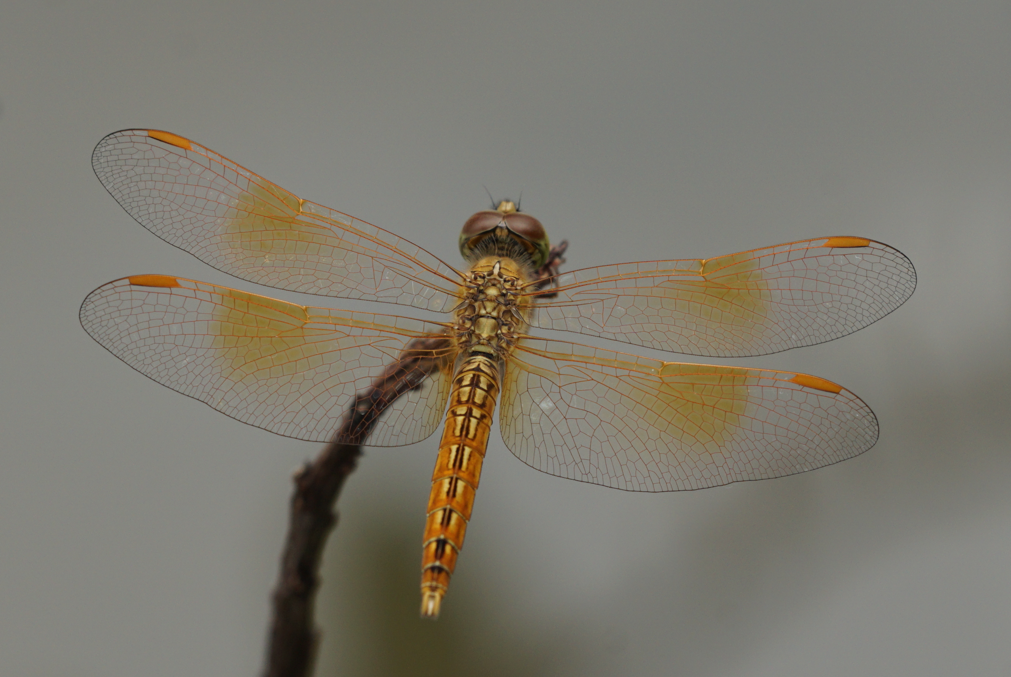 Brachythemis contaminata 02315