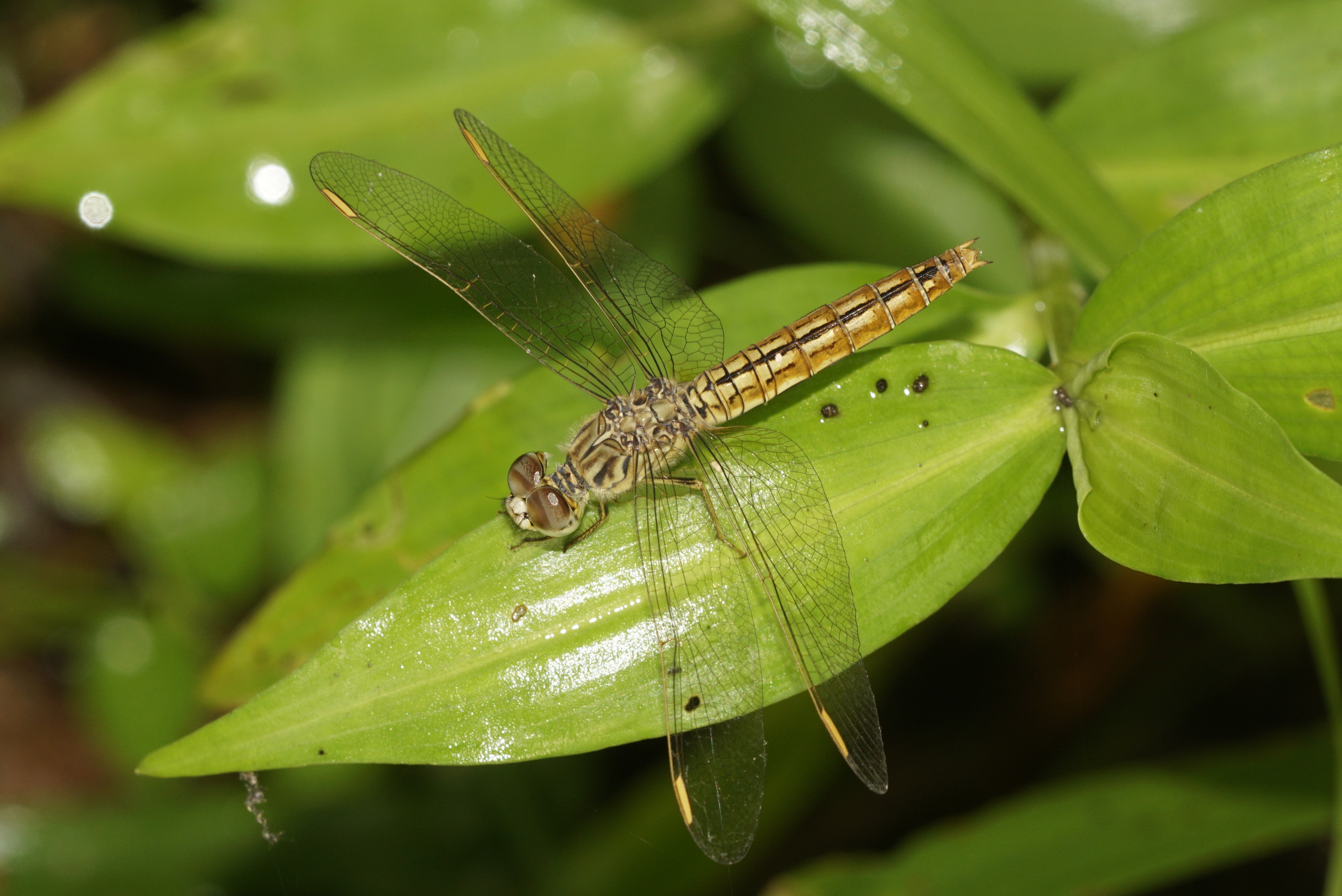 Brachythemis contaminata 7978