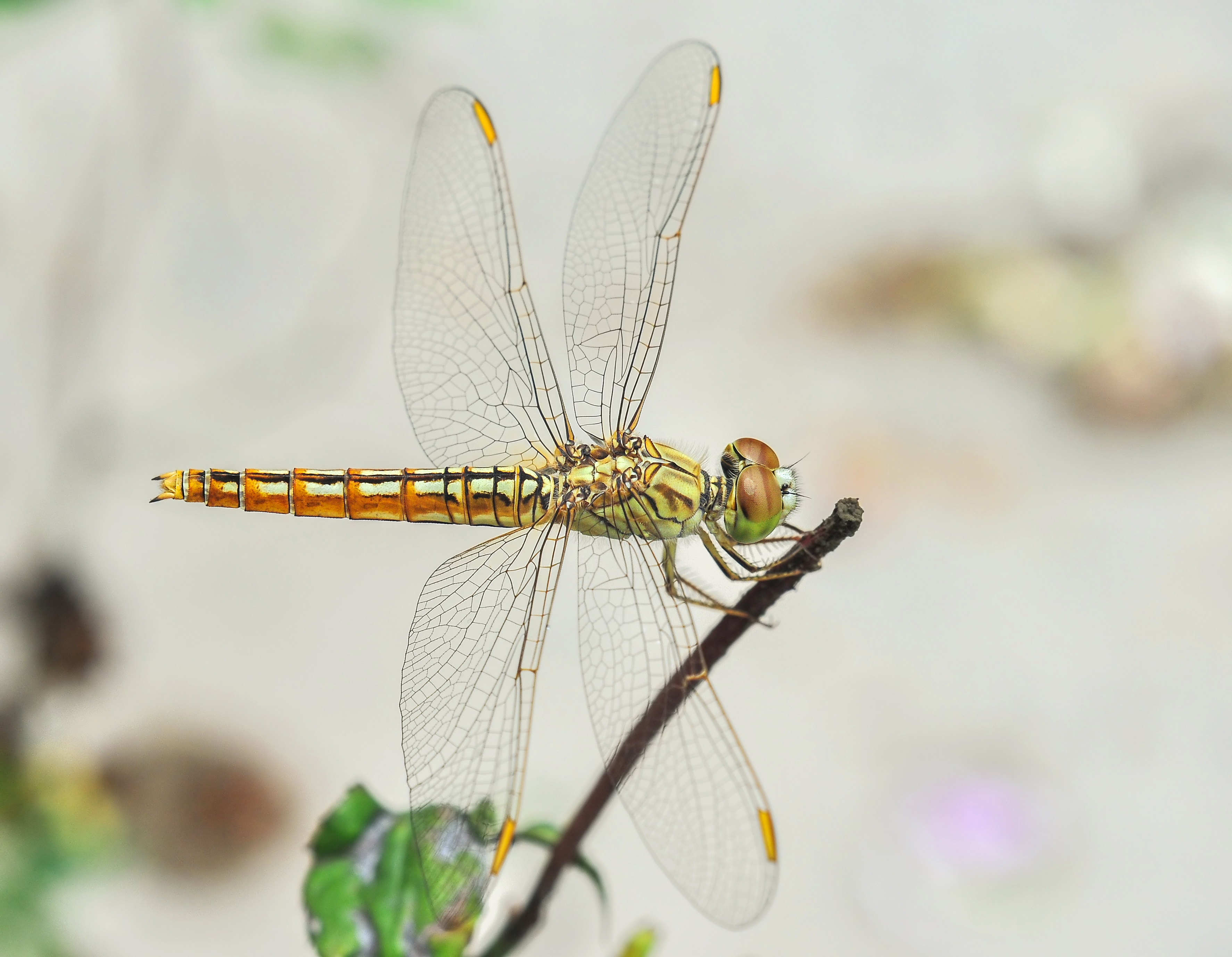 Brachythemis contaminata female 27052014 (1)