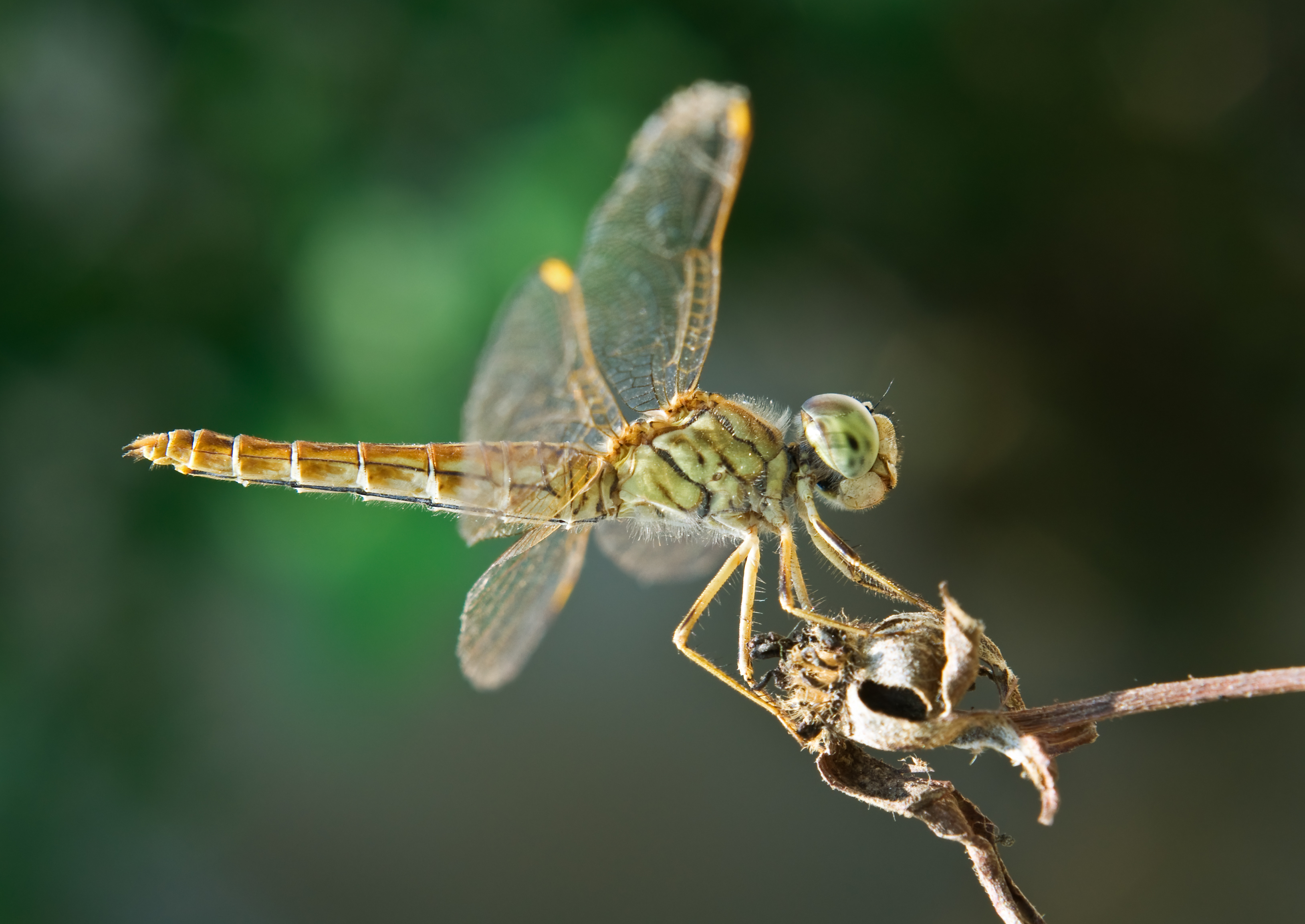 Brachythemis contaminata female, Burdwan, West Bengal, India 27 10 2012