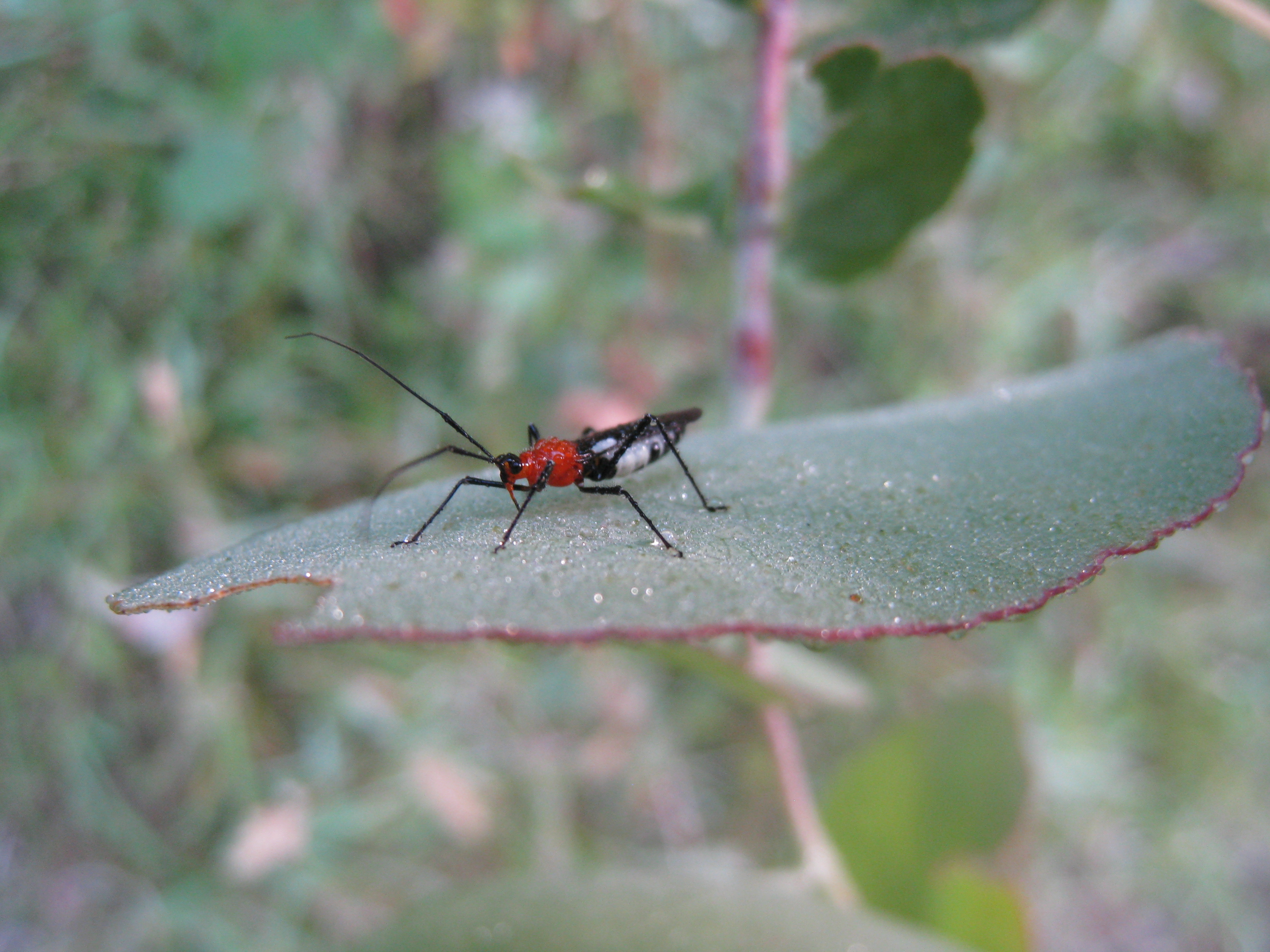 Braconid wasp (5359626375)