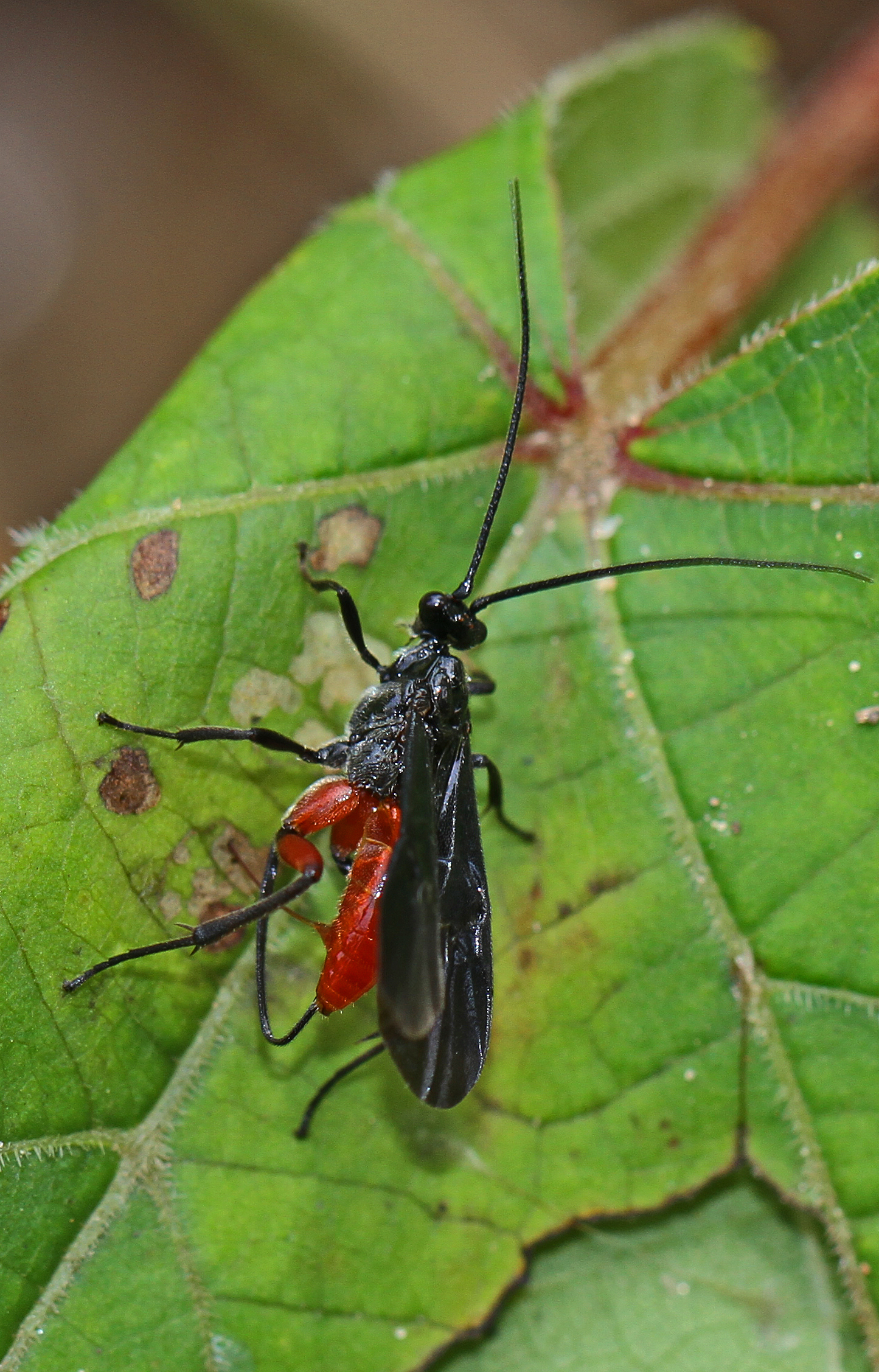 Braconid Wasp - Alabagrus texanus, Ocmulgee boat ramp, Juliette, Georgia