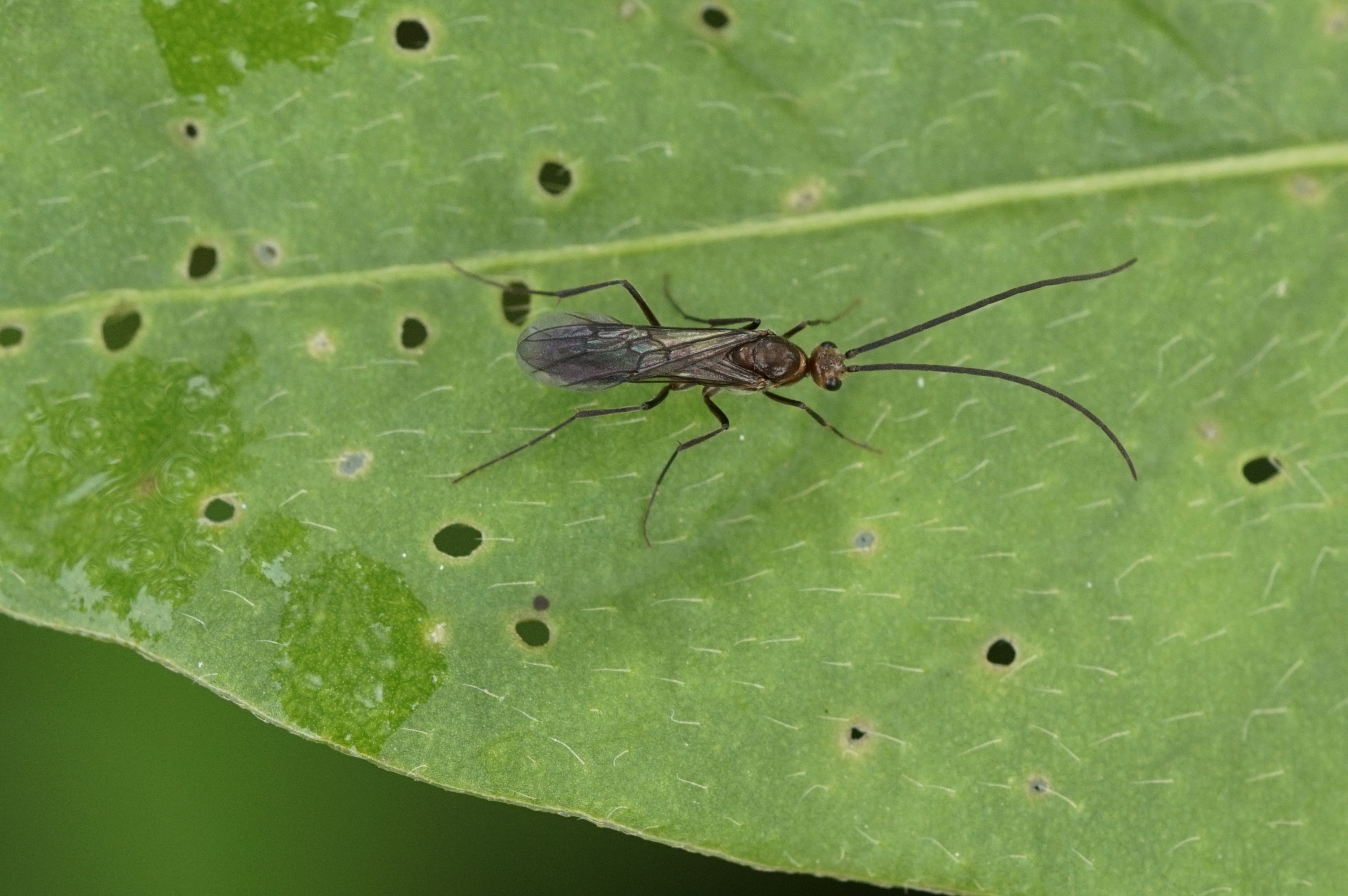 Braconidae 8738