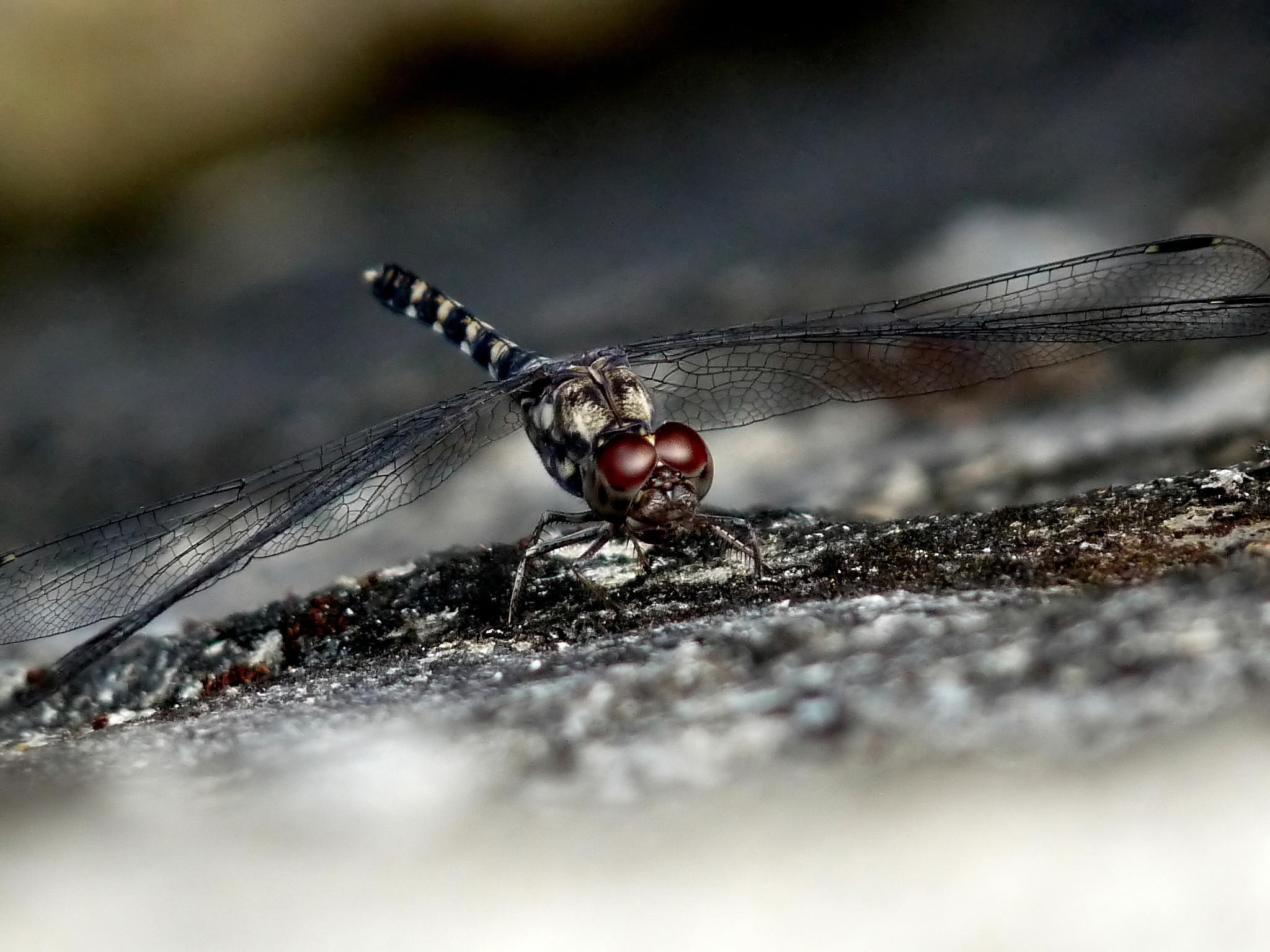 Bradinopyga geminata 2 by kadavoor