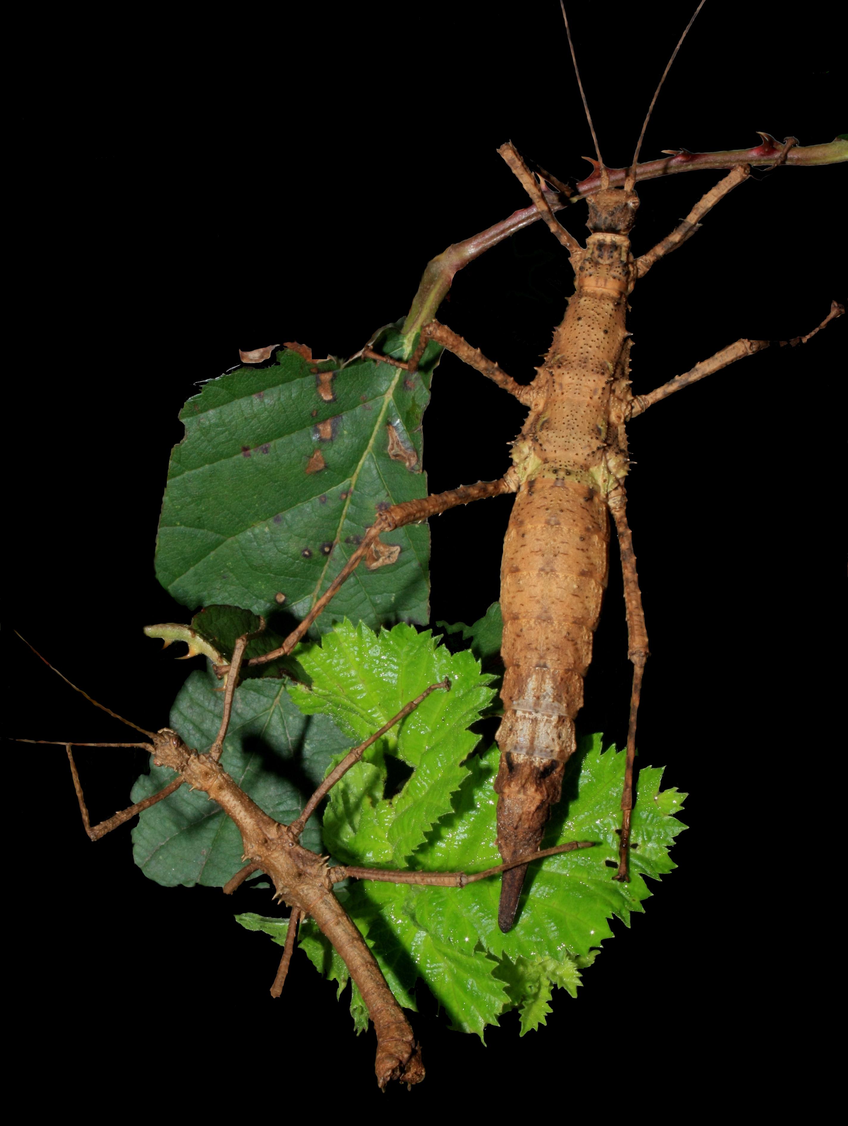 Brasidas foveolatus -Pair