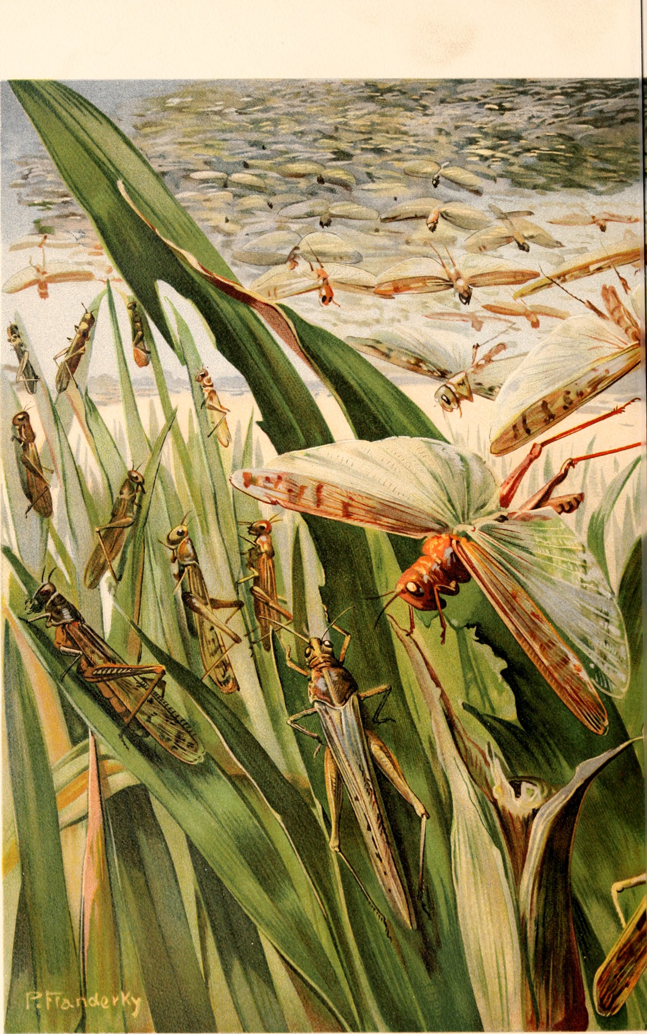 Brehms Tierleben. Allgemeine kunde des Tierreichs (1911-19-) (20224914830)