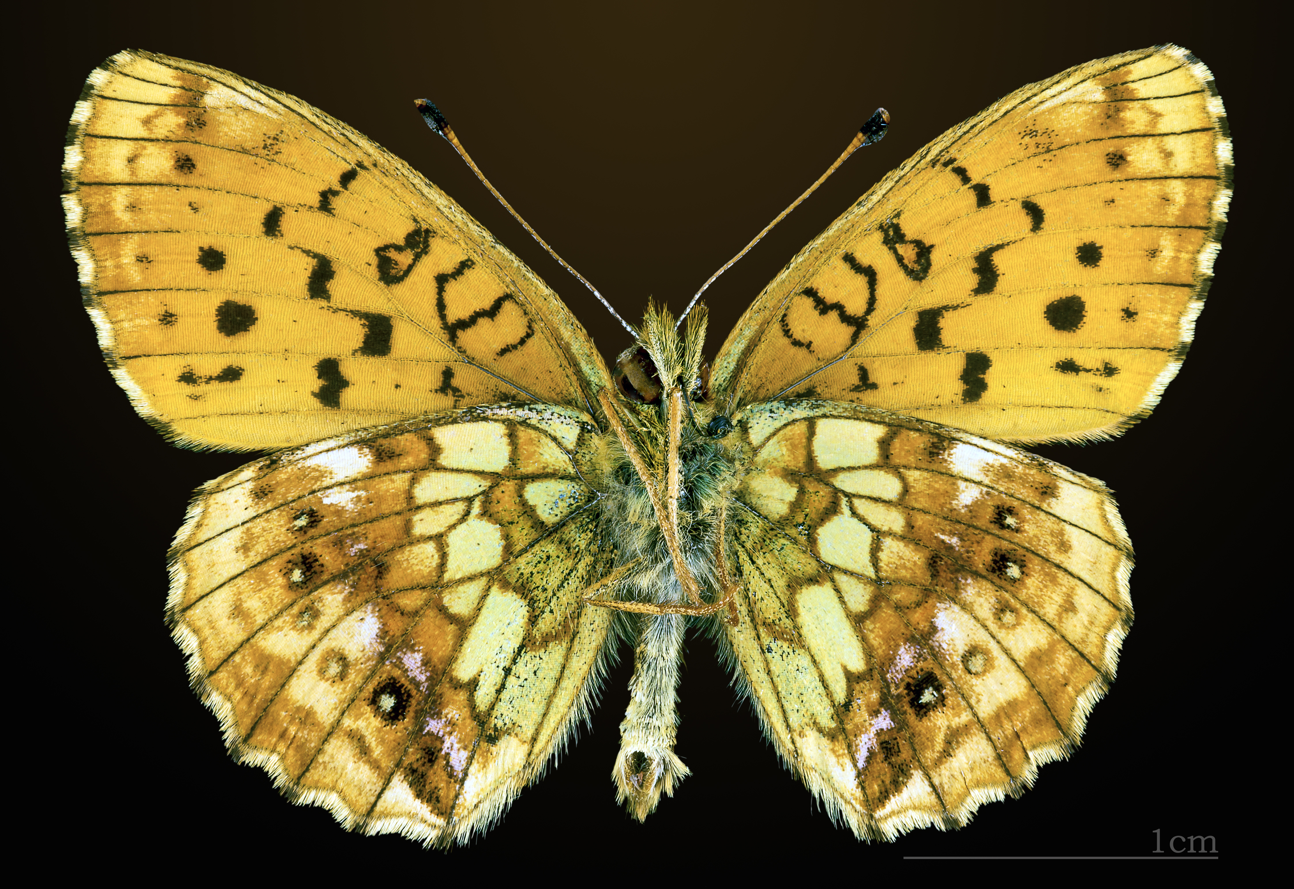 Brenthis ino MHNT CUT 2013 3 20 Espezel Ventre