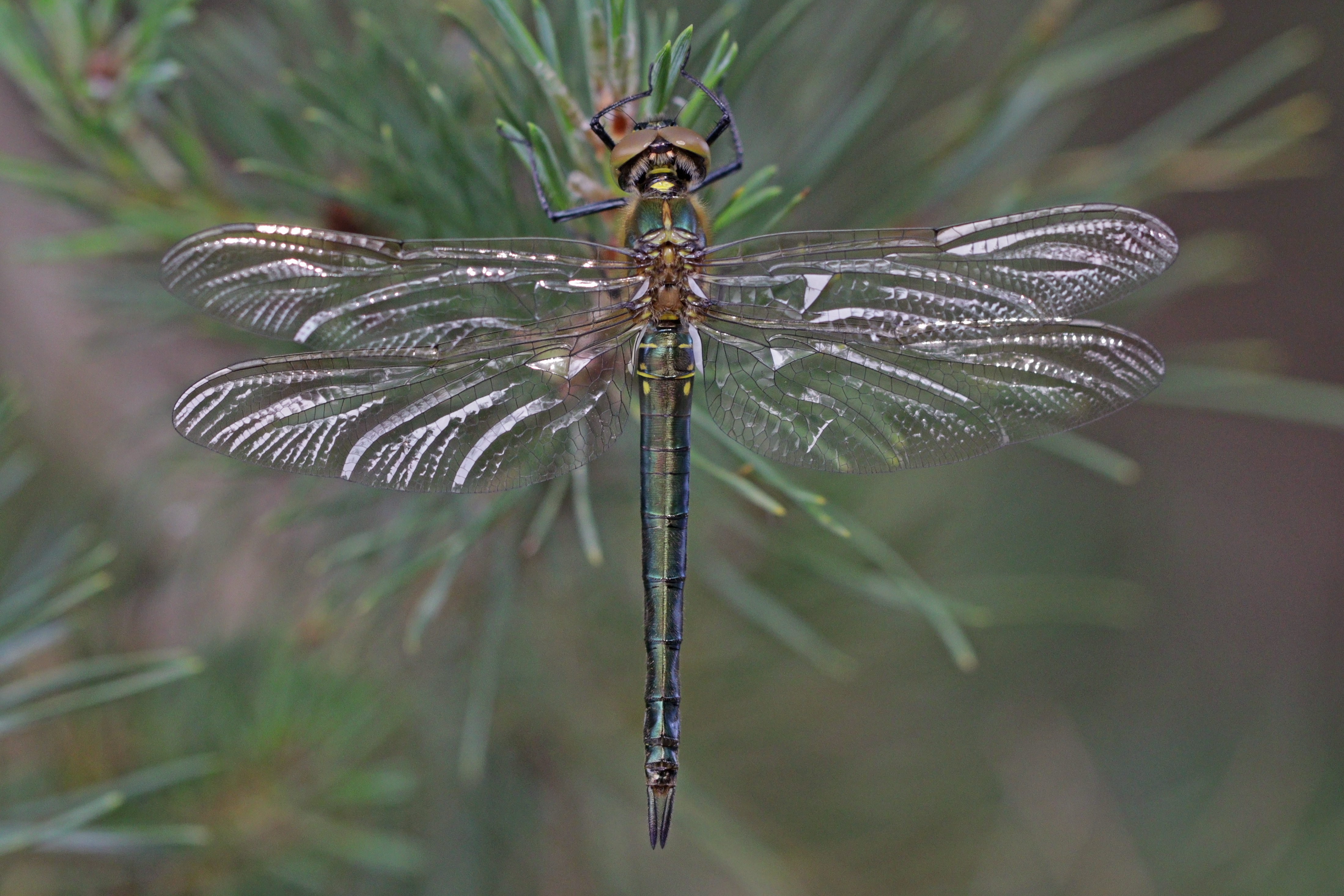 Brilliant emerald (Somatochlora metallica) teneral female 2
