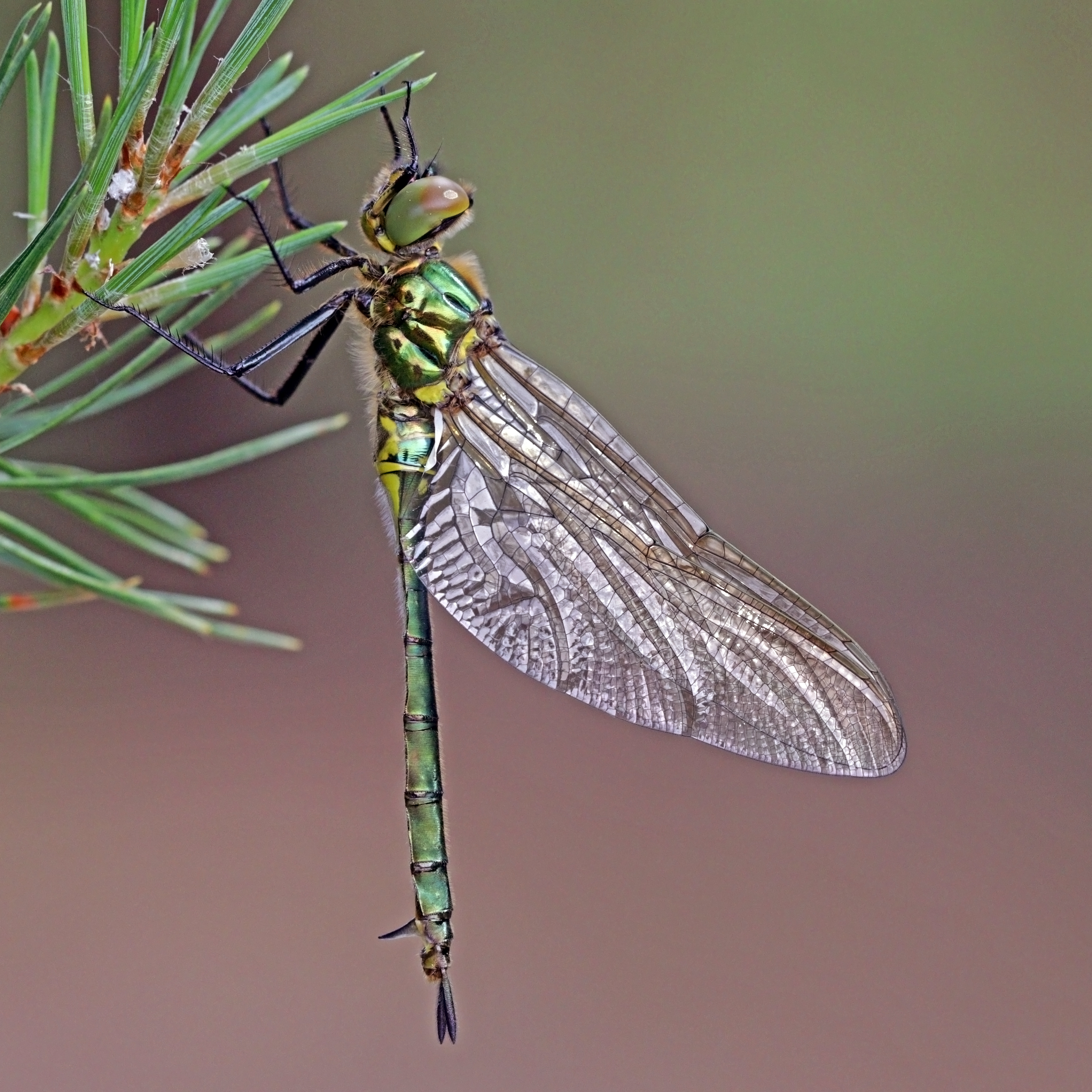 Brilliant emerald (Somatochlora metallica) teneral female 3