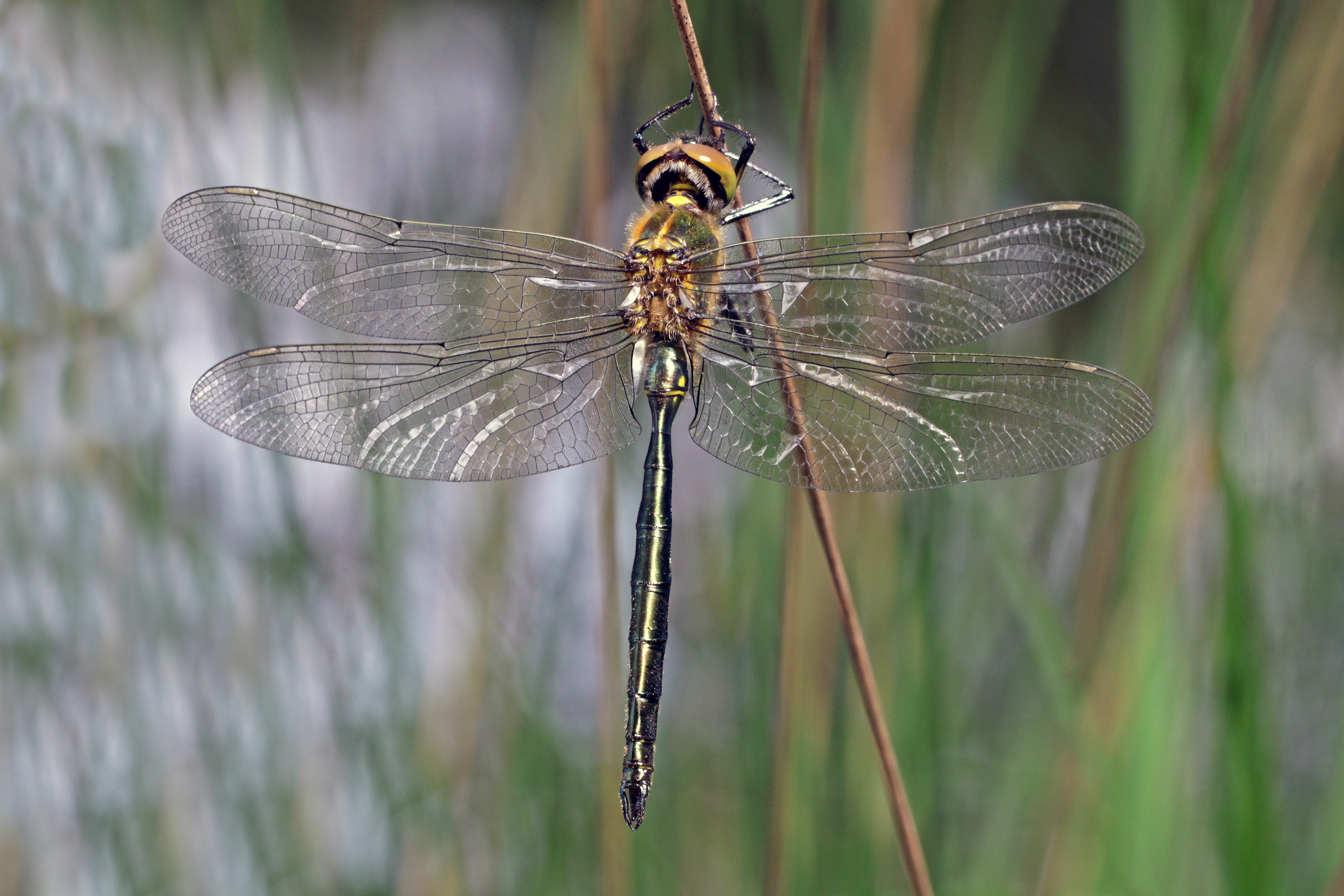 Brilliant emerald (Somatochlora metallica) teneral male