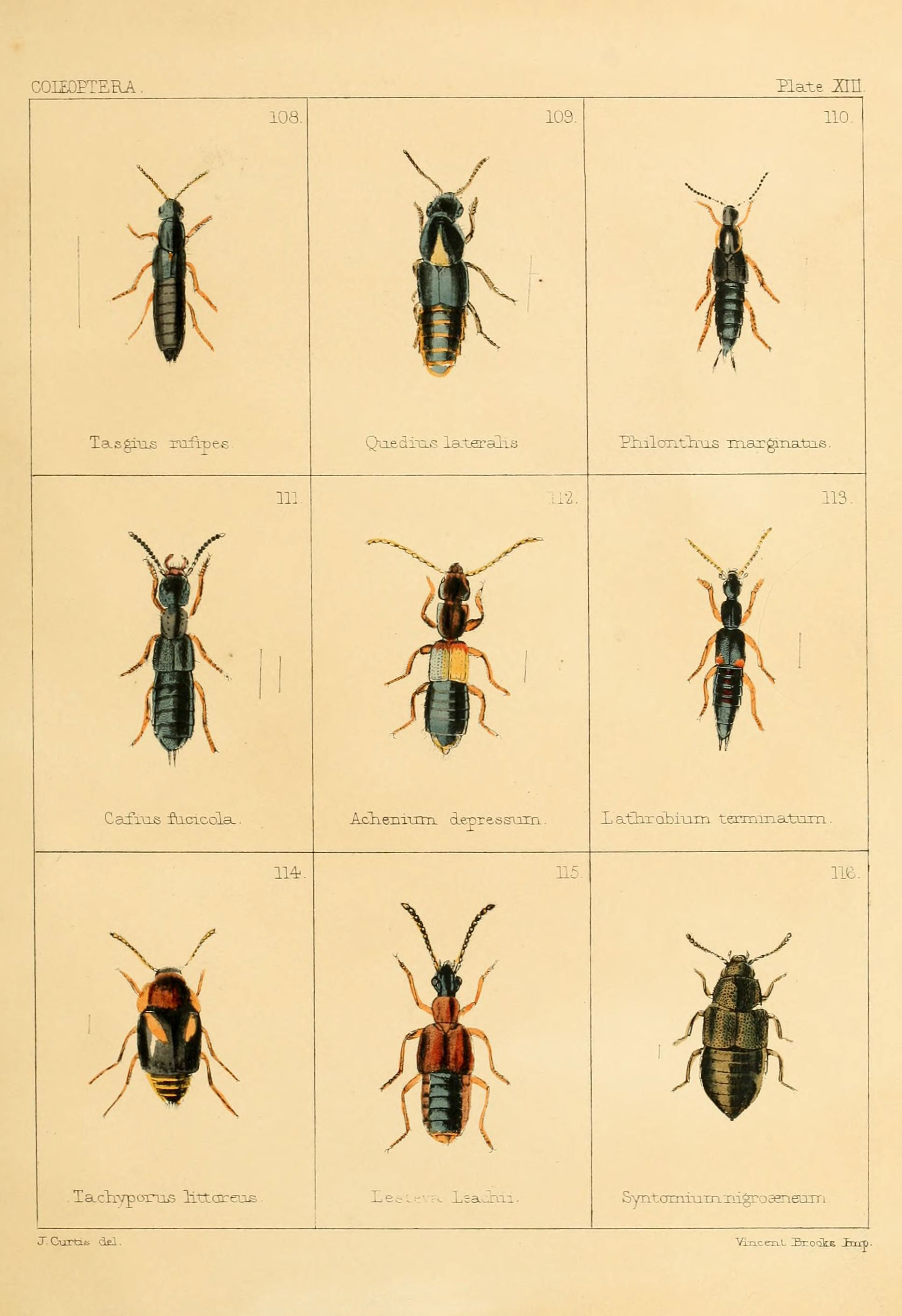 British beetles (Plate XIII) (5987274069)