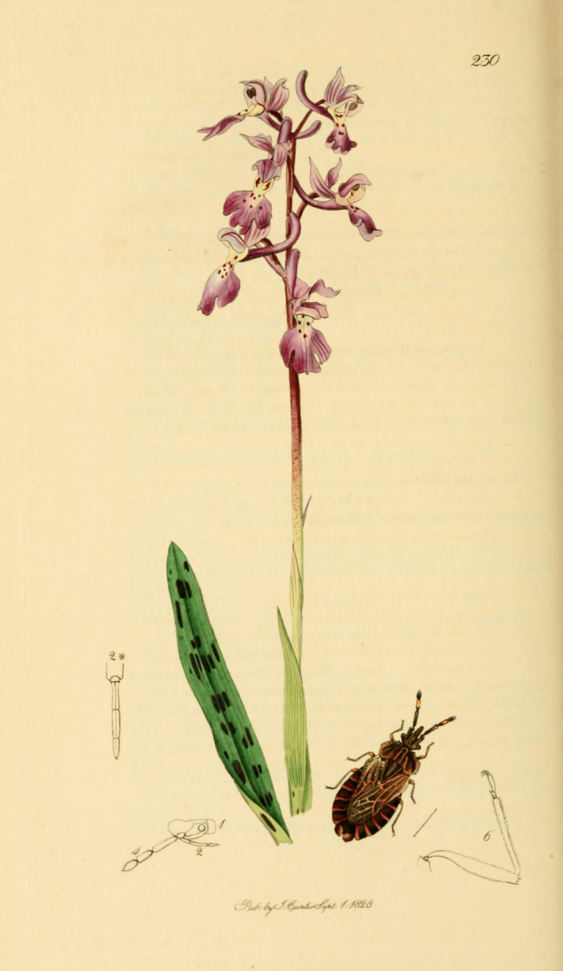 British Entomology Volume 7 (John Curtis) Plate 230