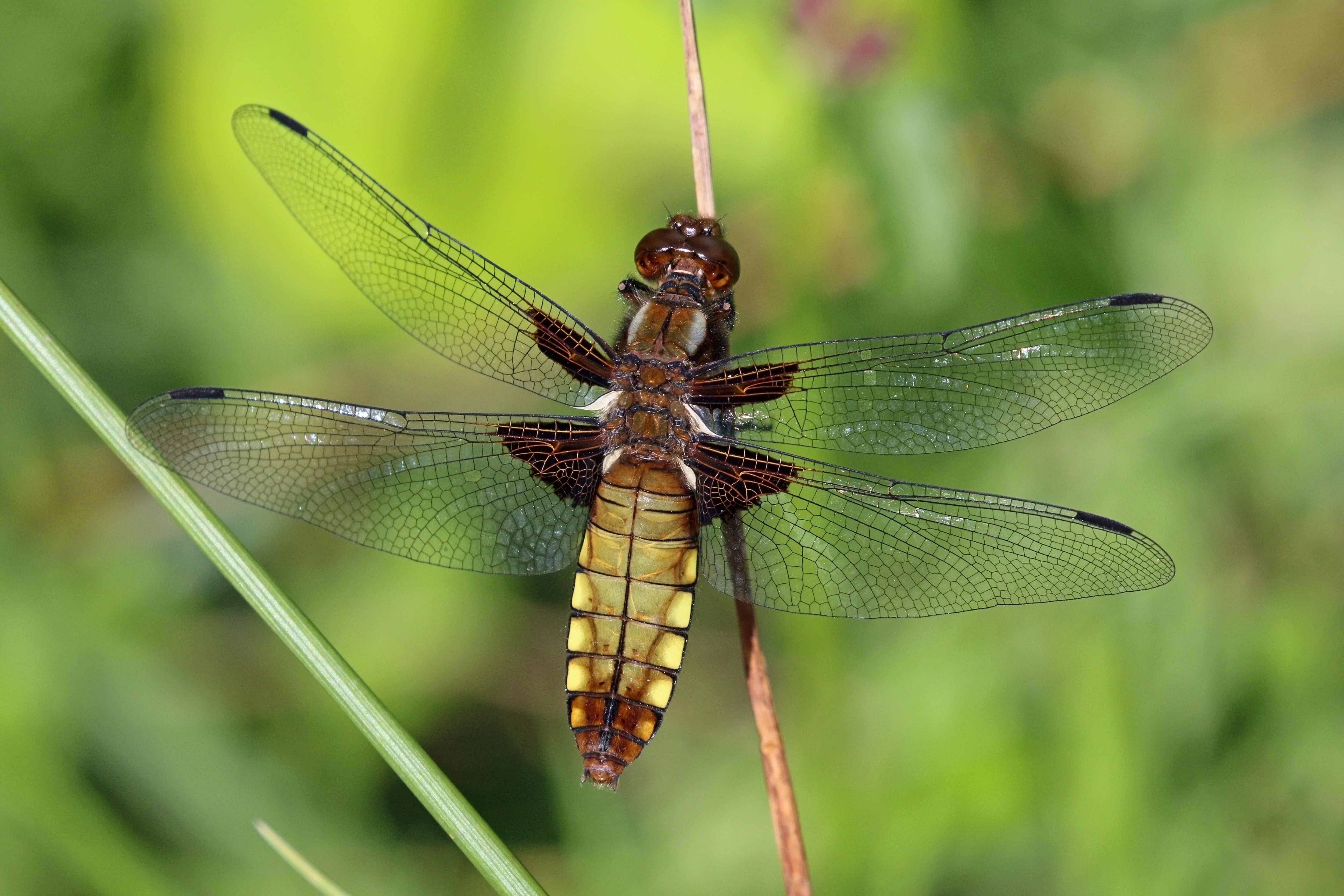 Broad-bodied chaser (Libellula depressa) female 2