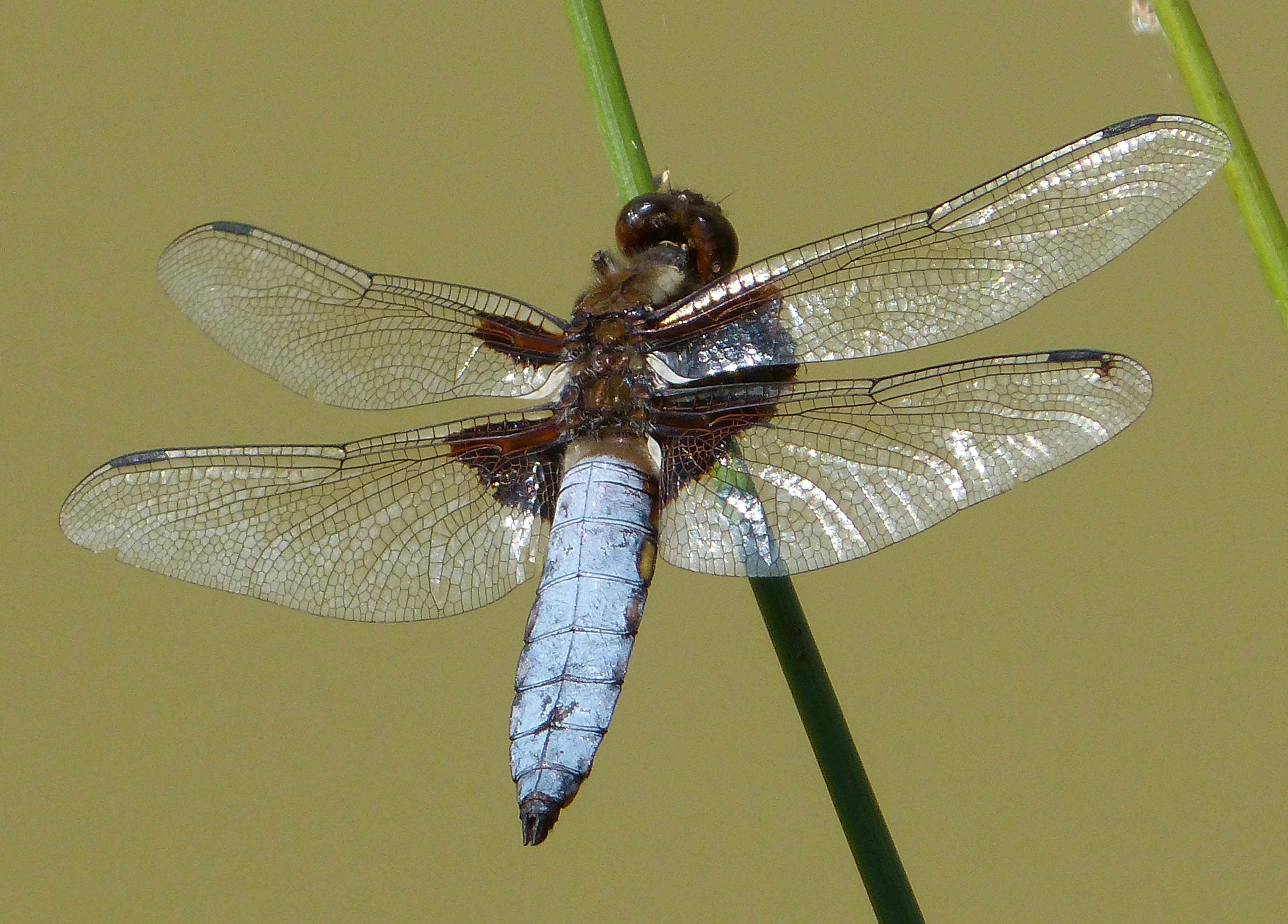 Broad-bodied Chaser. Libellula depressa. Mature Male. - Flickr - gailhampshire