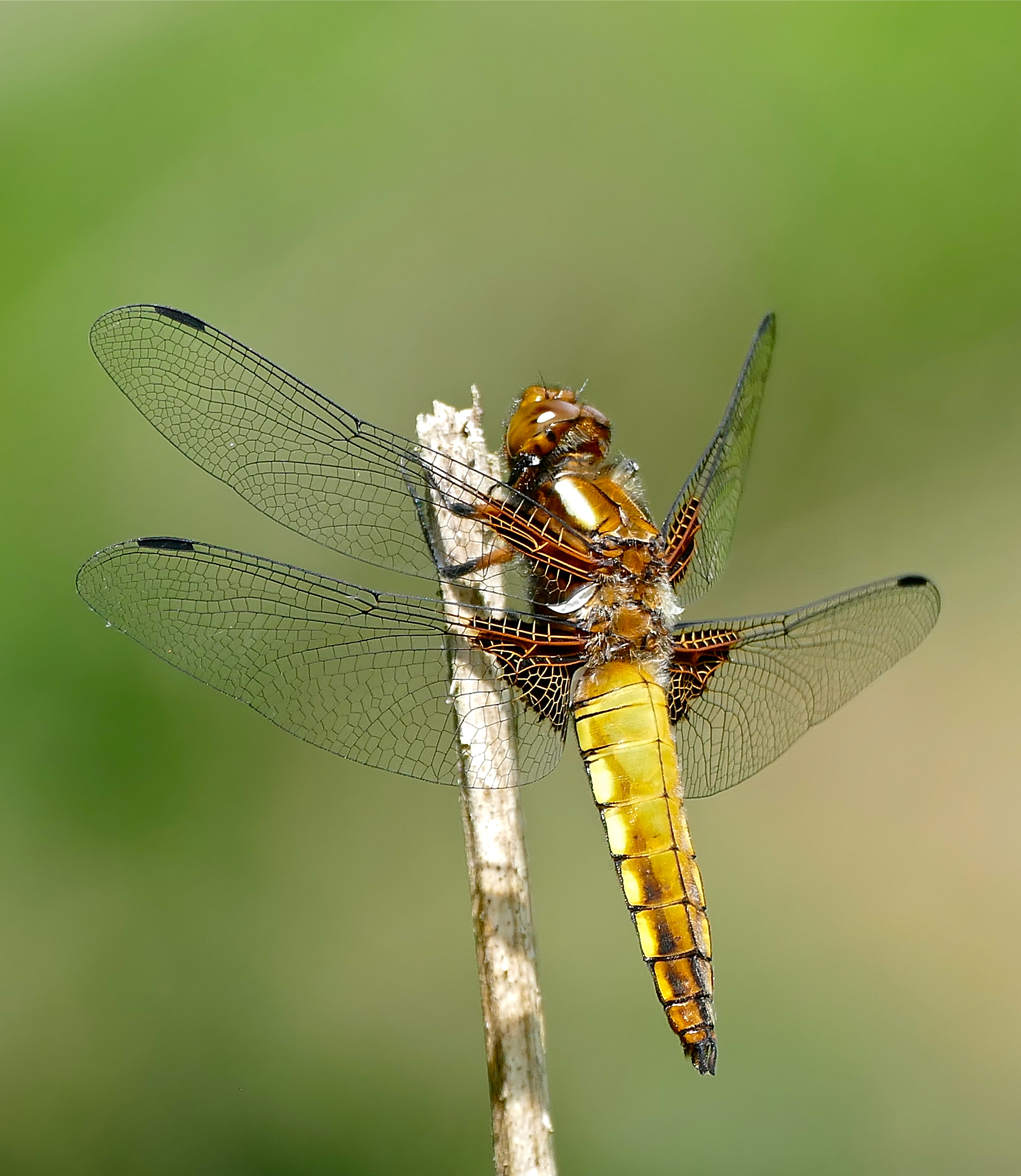 Broad-bodied Chaser Dragonfly (Libellula depressa) female (35357610025)
