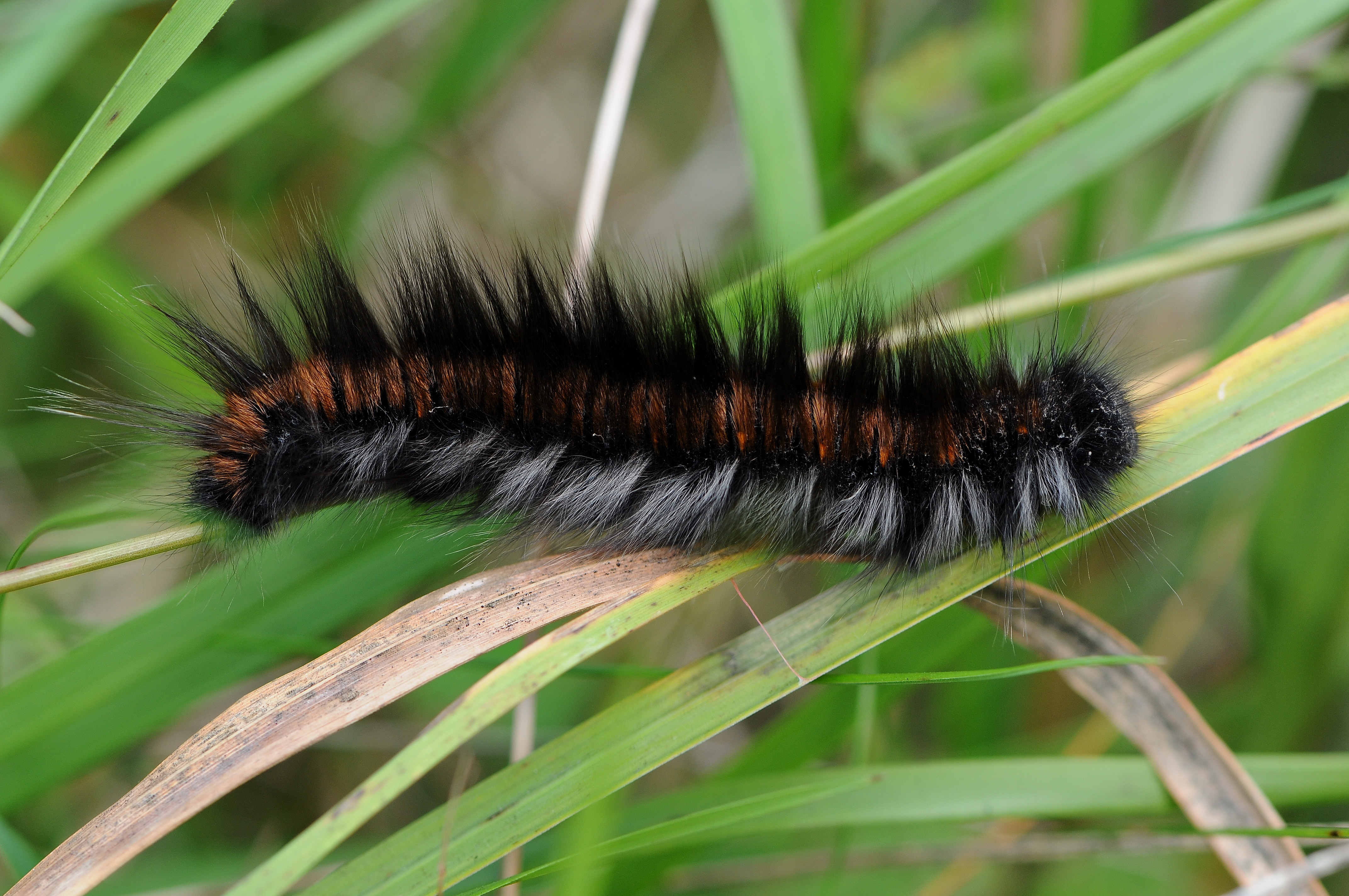 Brombeerspinner Raupe Macrothylacia rubi 1