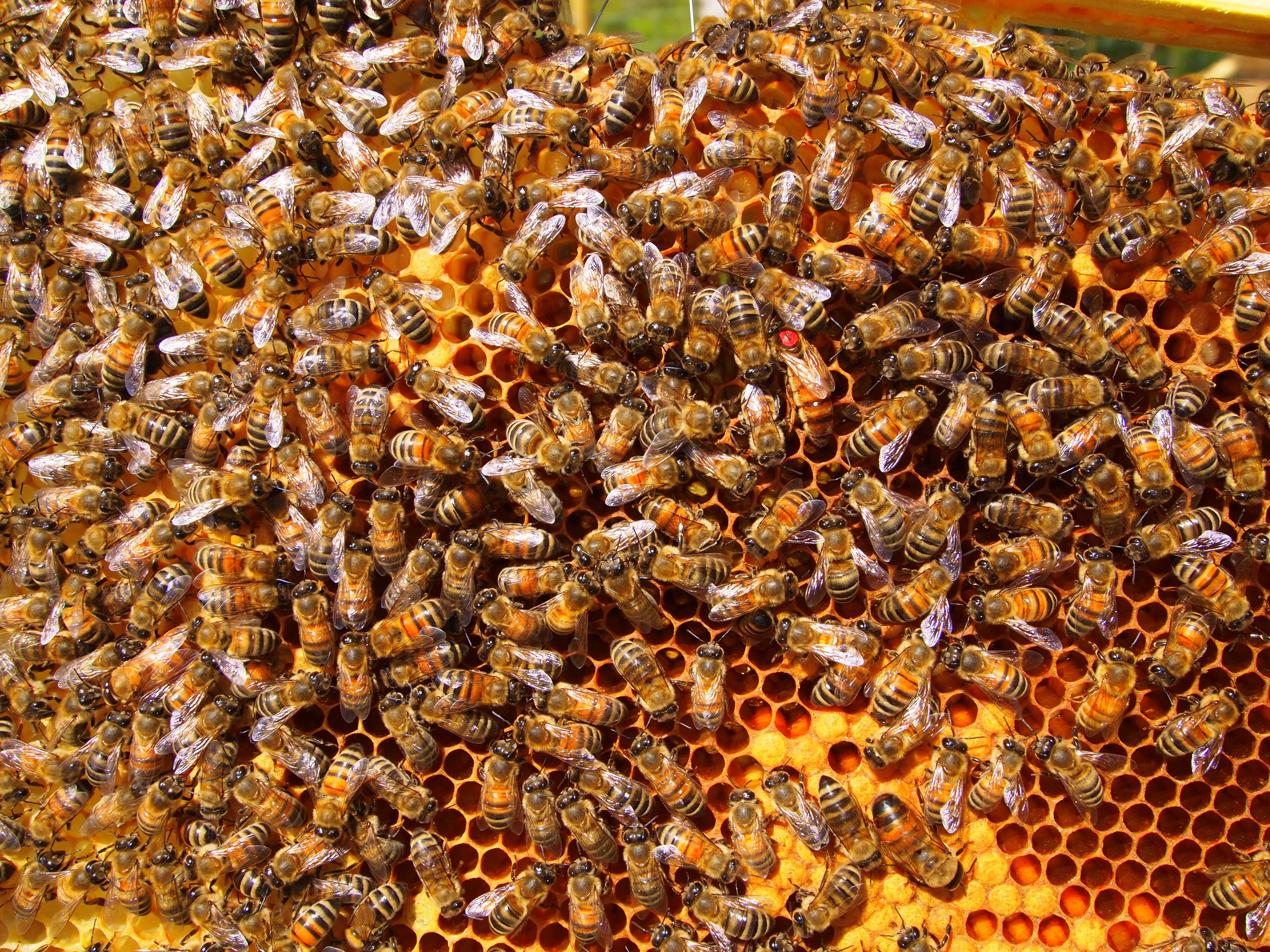 Brood foundation with bees
