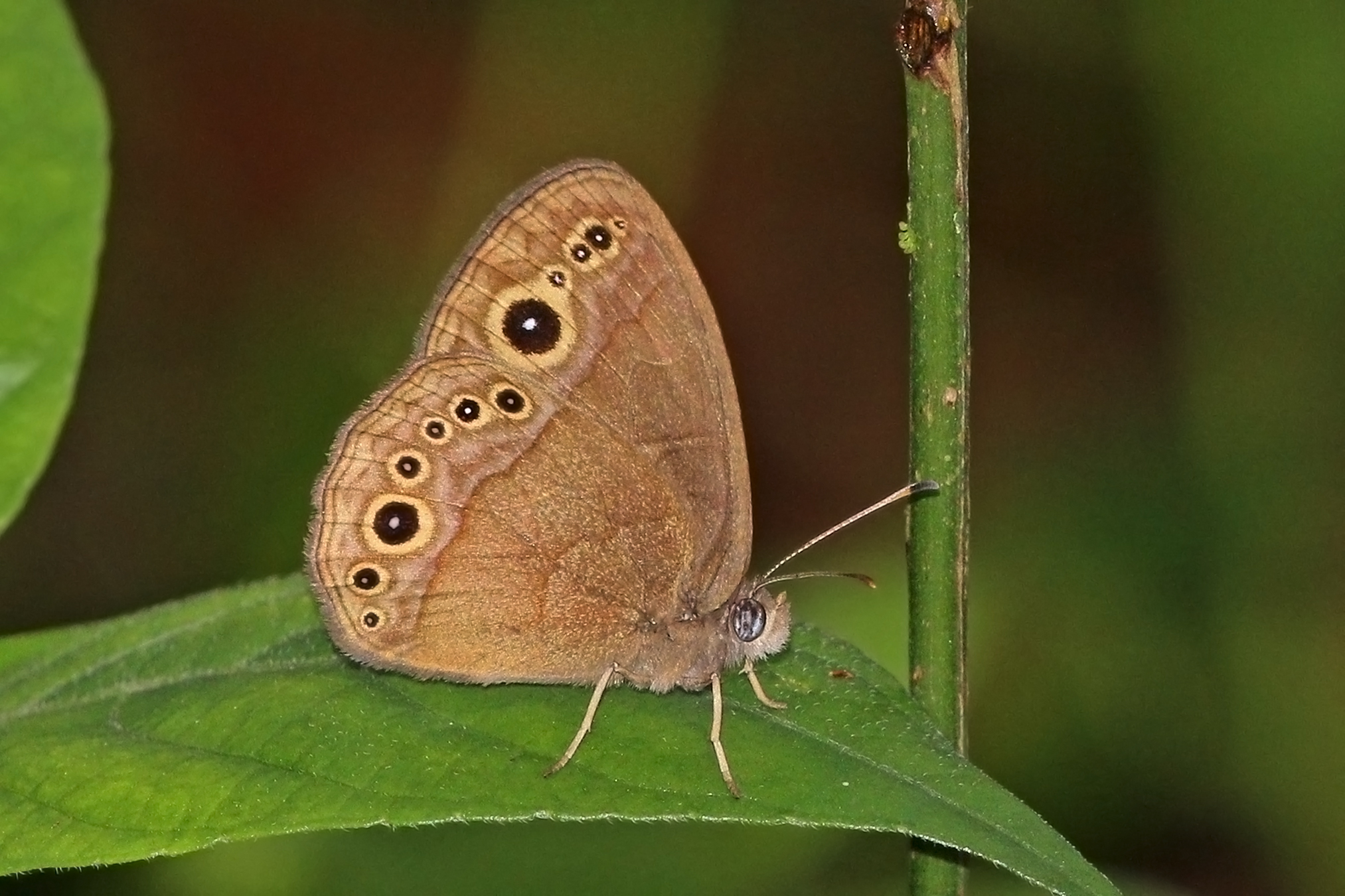 Brown-spot bush brown (Bicyclus madetes madetes) underside