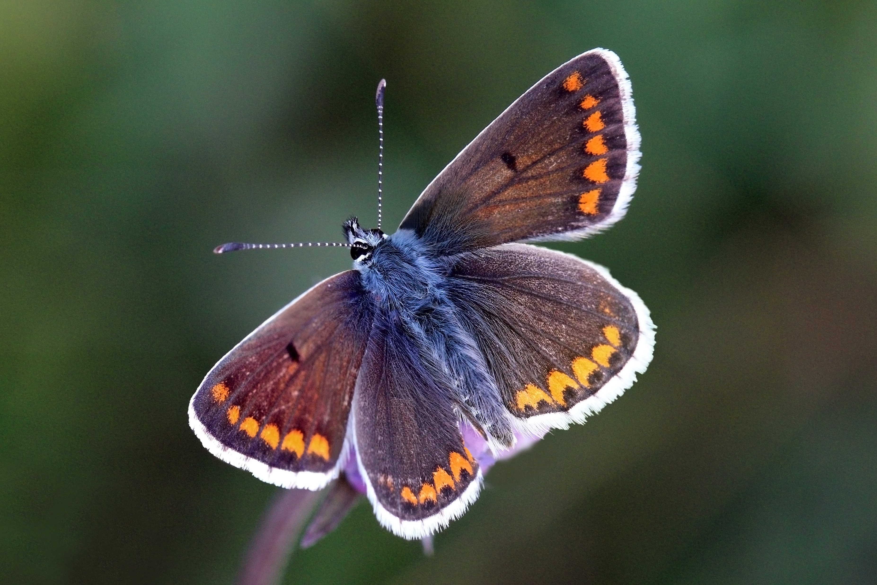 Brown argus (Aricia agestis) female