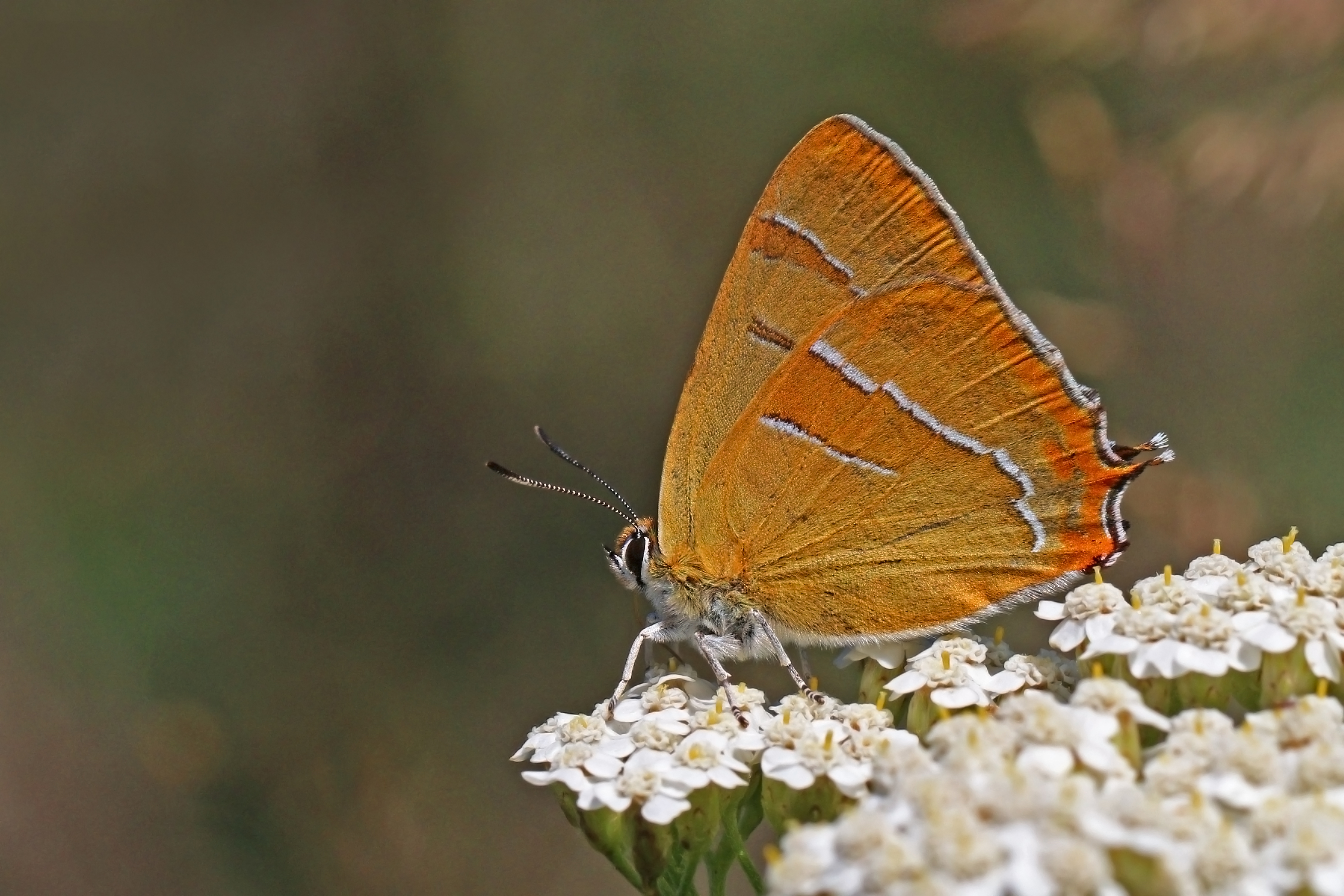 Brown hairstreak (Thecla betulae) Bulgaria