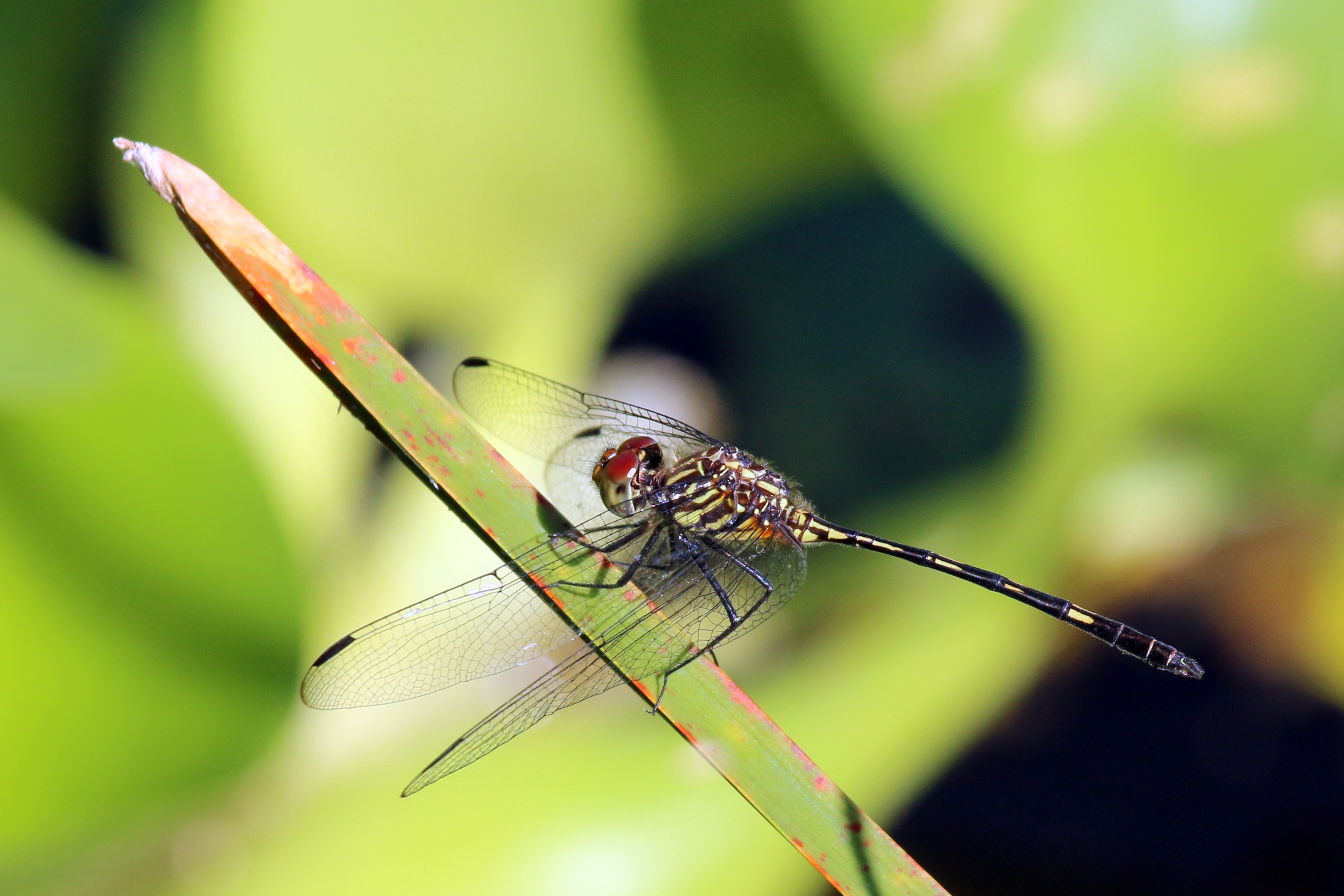 Brown setwing (Dythemis sterilis)