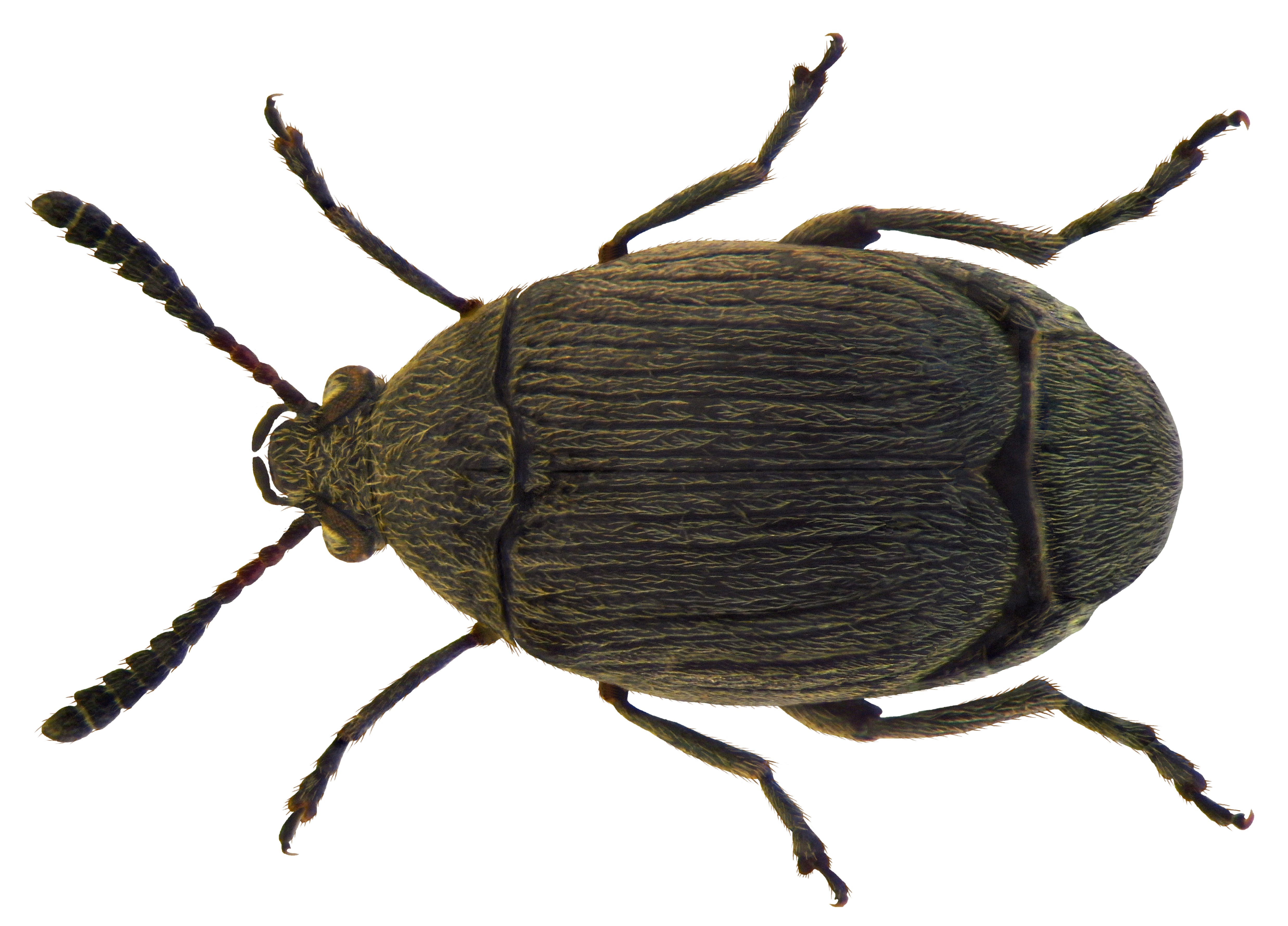Bruchidius villosus (Fabricius 1792)