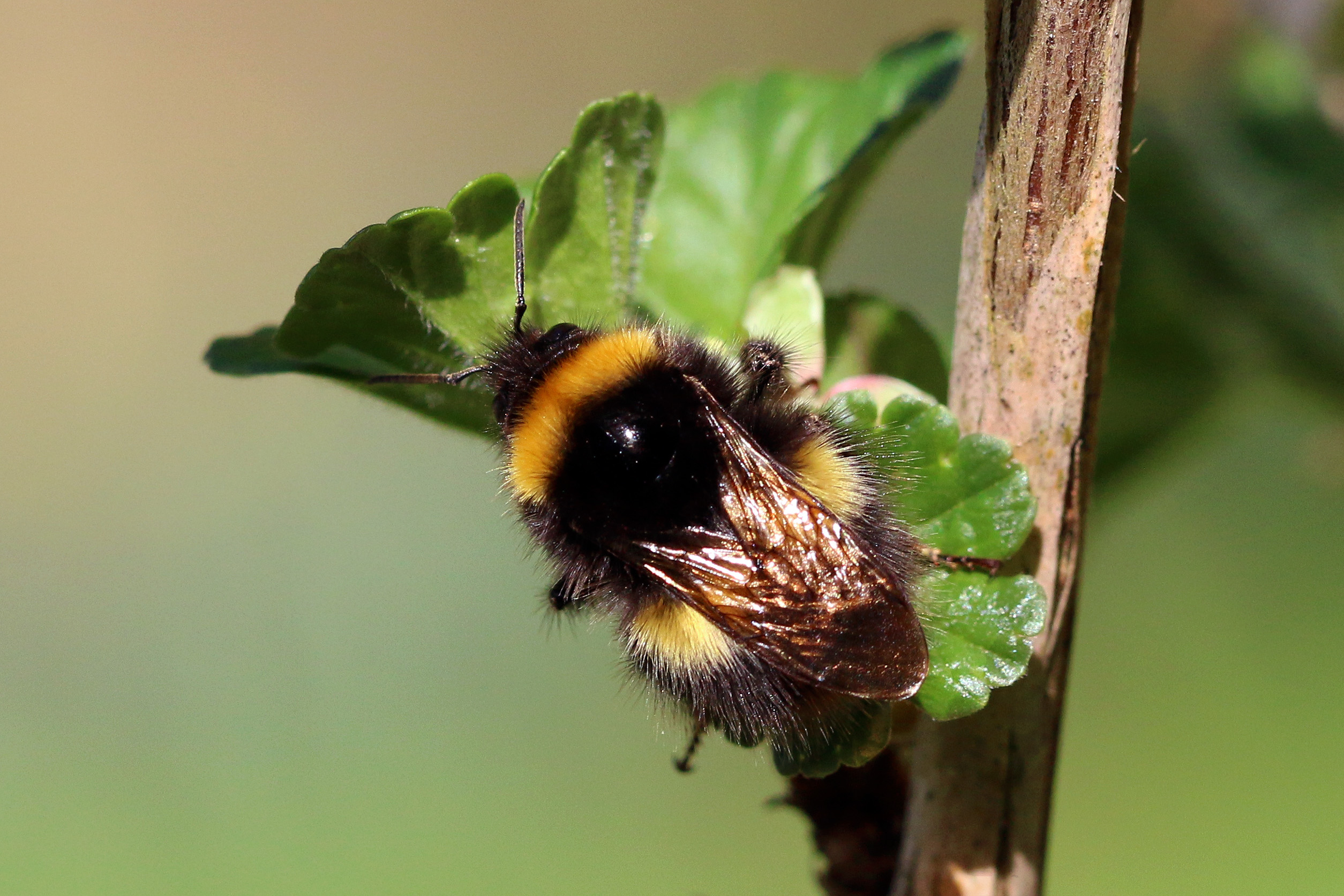 Buff-tailed bumblebee (Bombus terrestris) 2