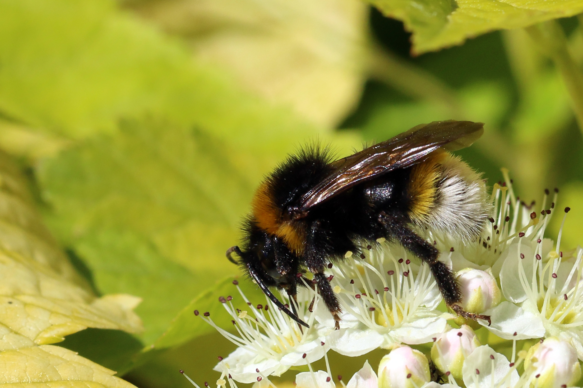 Buff-tailed bumblebee (Bombus terrestris) male Cumnor