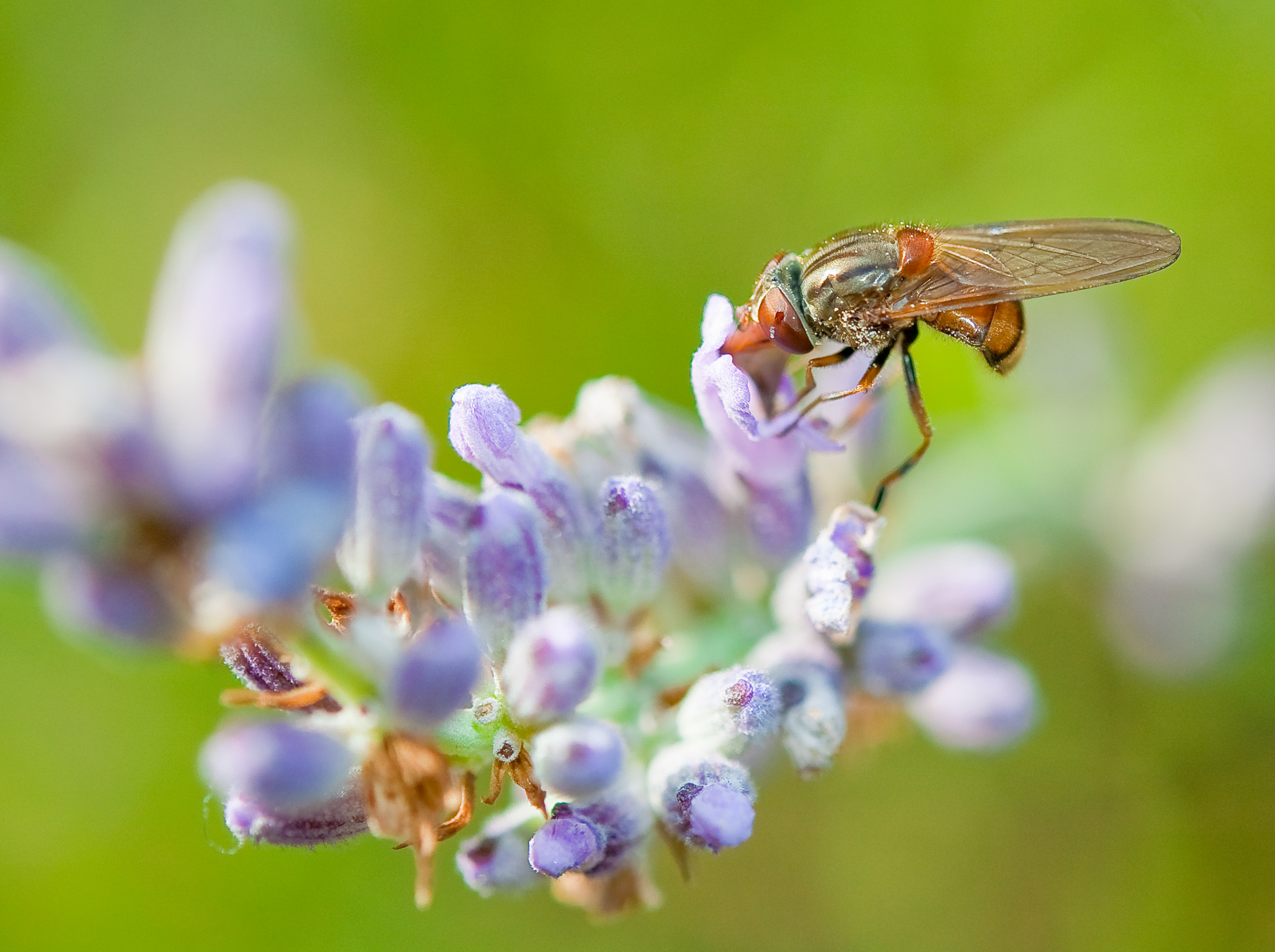 Bug on lavender
