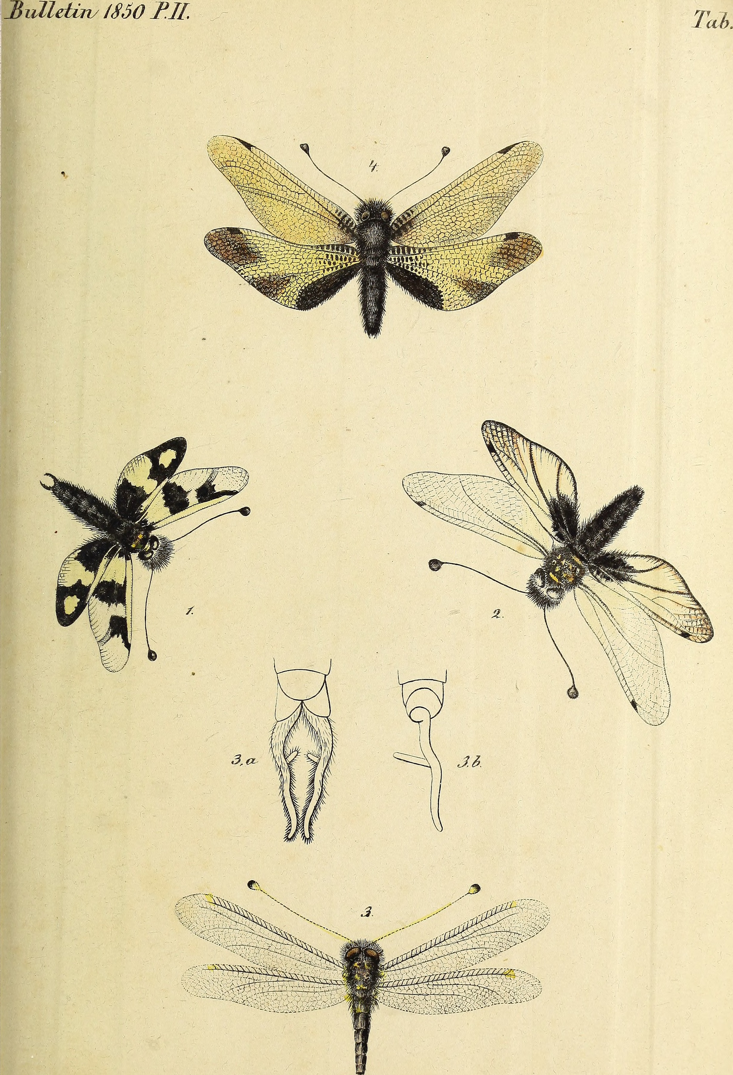 Bulletin de la Société Impériale des Naturalistes de Moscou (1850) (20248839318)