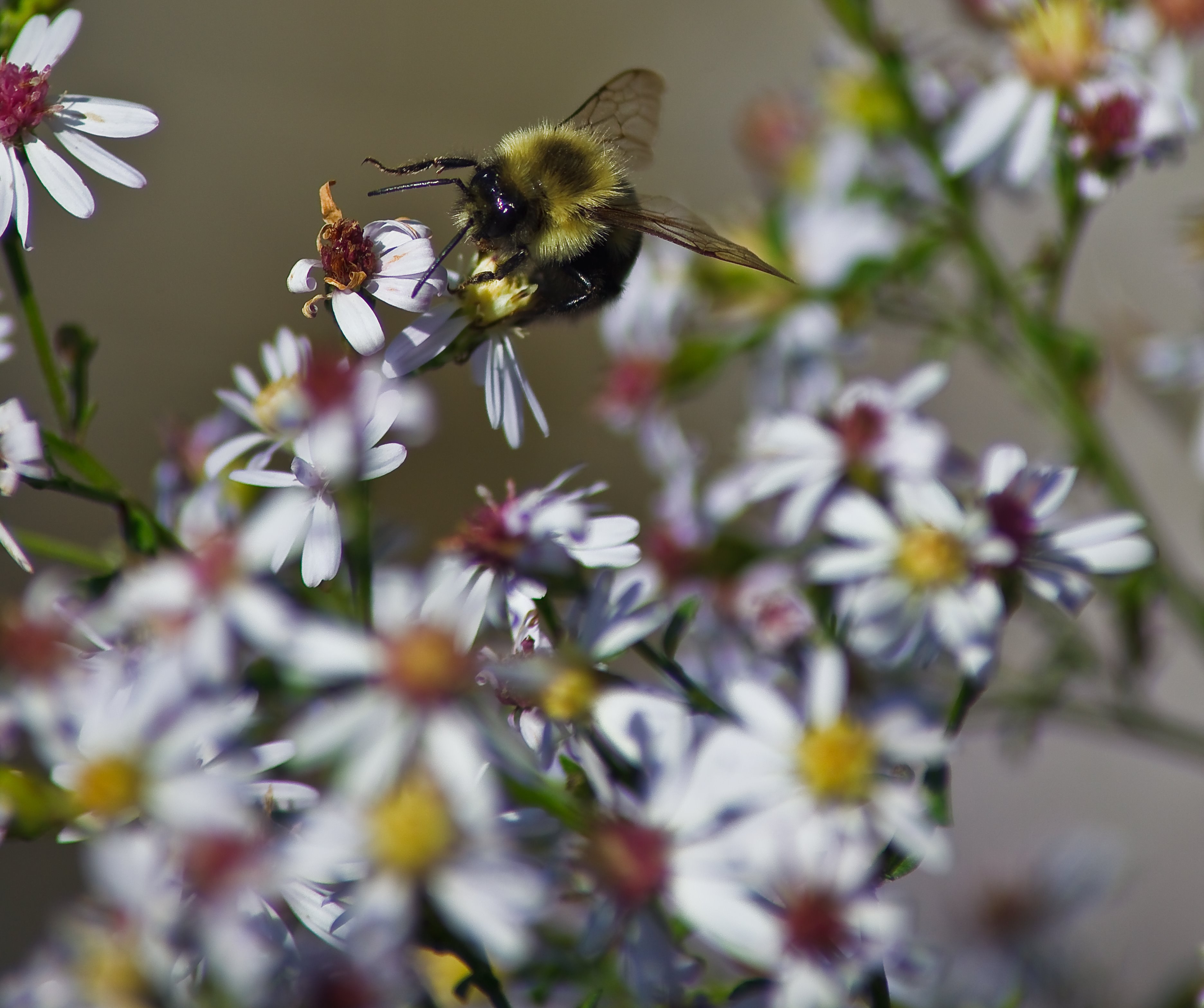 Bumble-bee-reaching-flower - West Virginia - ForestWander