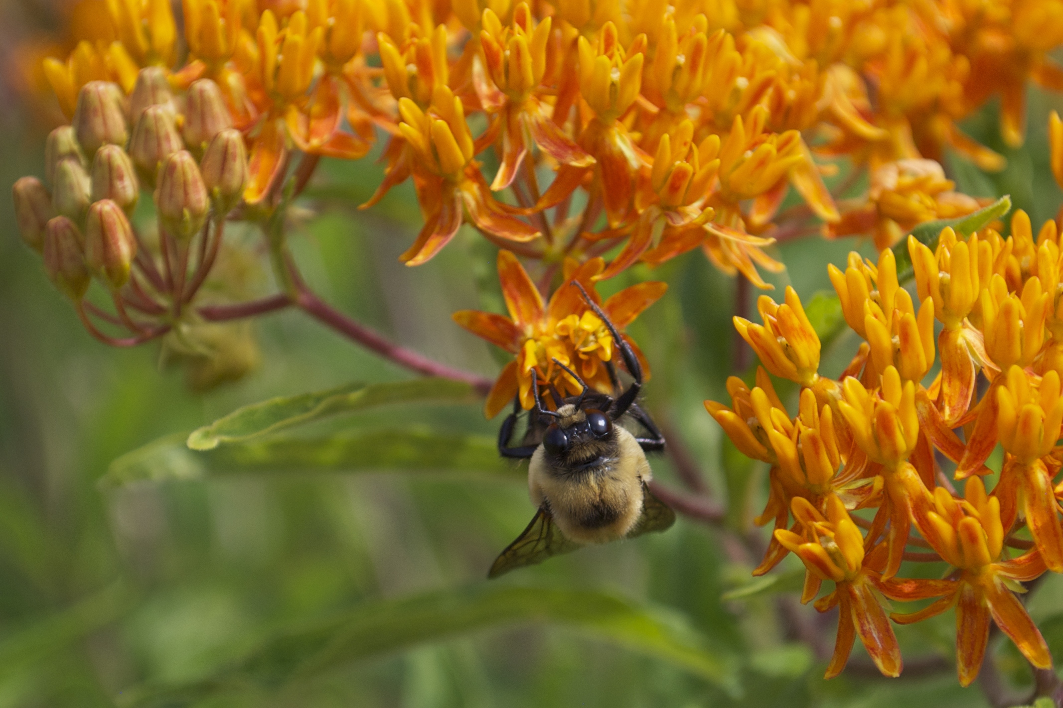 Bumble bee 2643 2