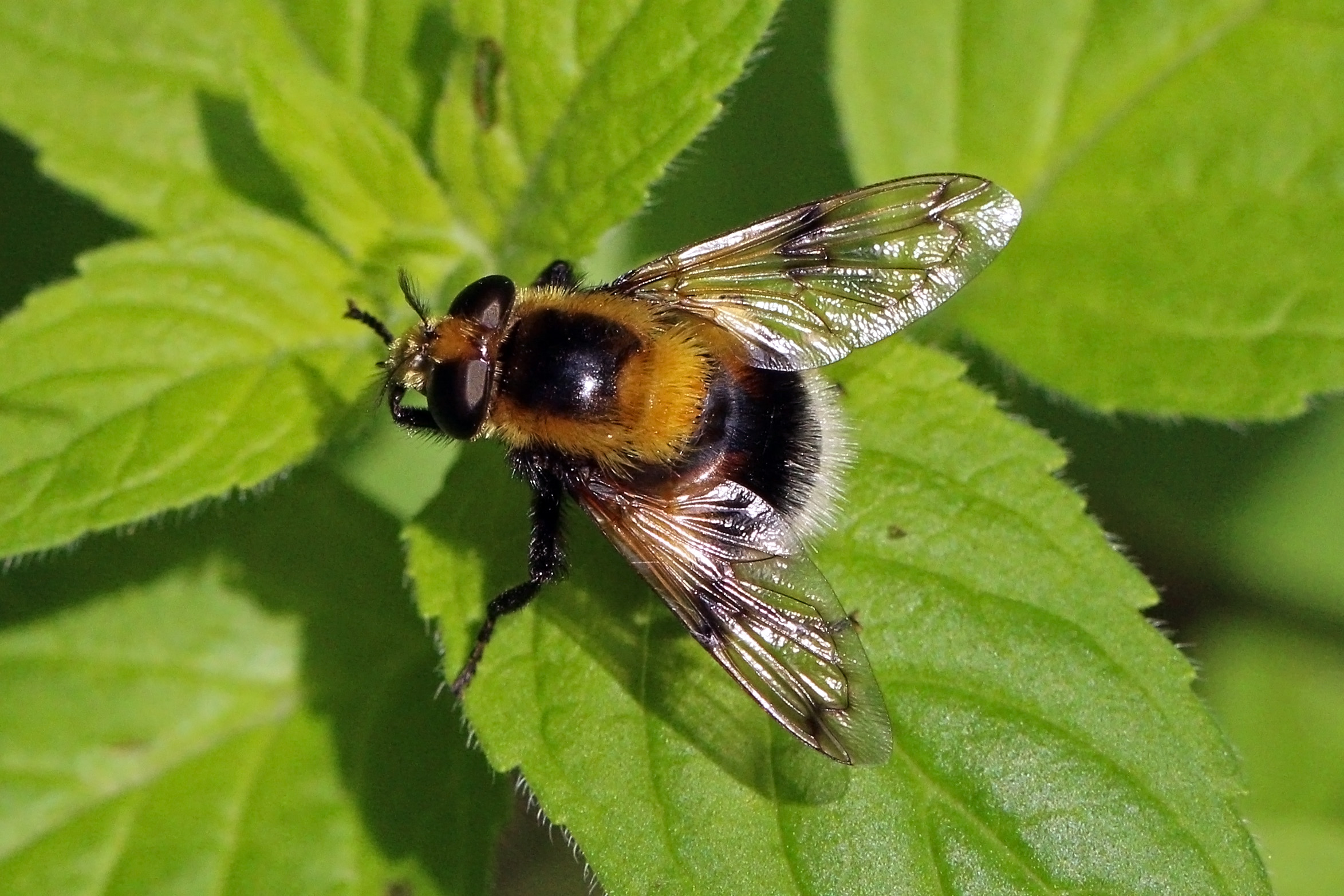 Bumblebee mimic hoverfly (Volucella bombylans plumata) female