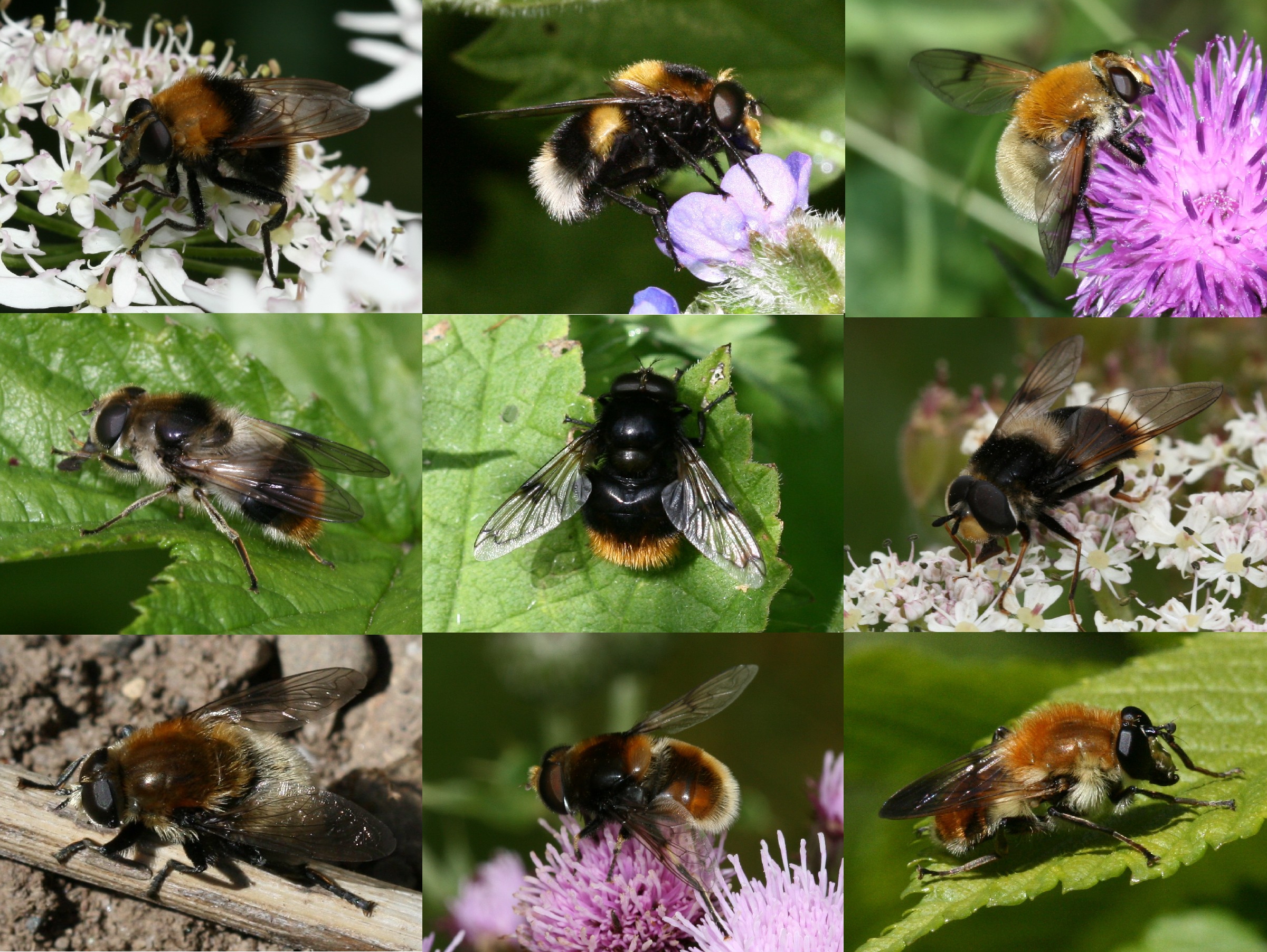 Bumblebee-mimicking Hoverflies