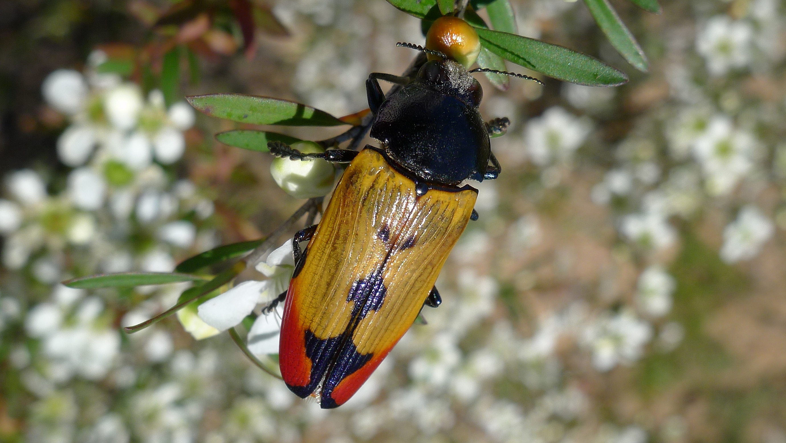 Buprestid A (11221238676)