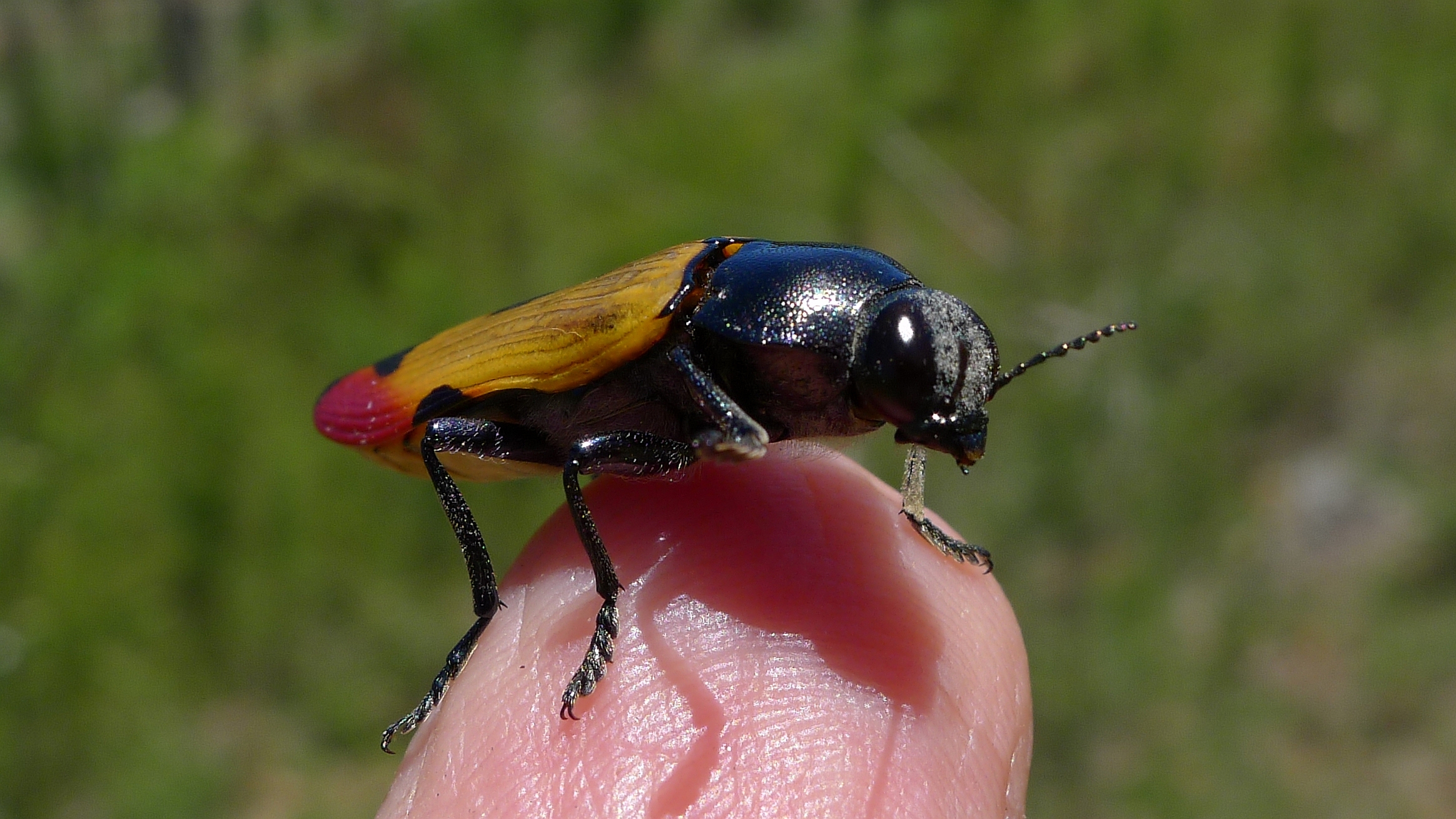 Buprestid A (11221245756)