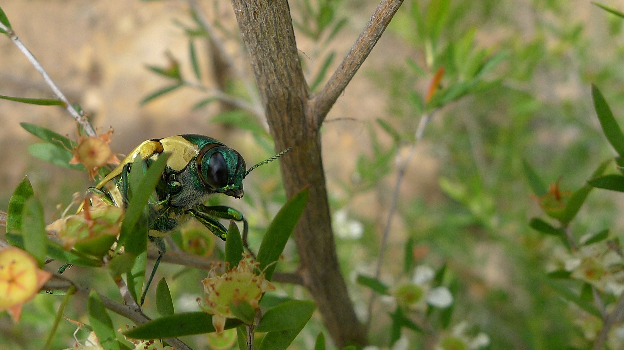 Buprestid AA (11306788774)