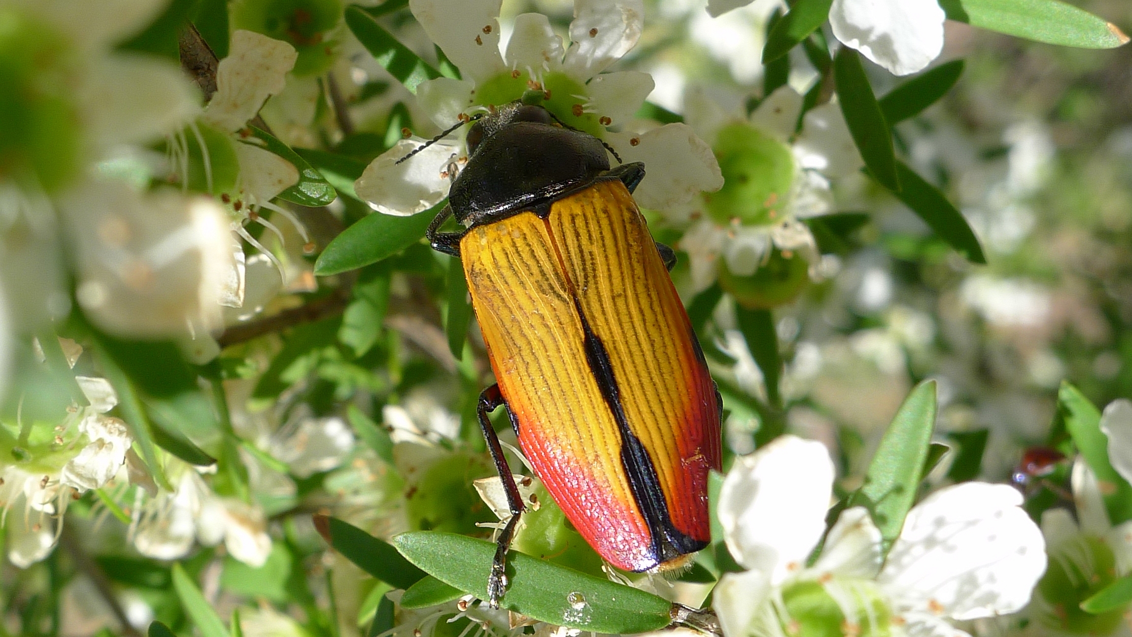 Buprestid B (11221246865)