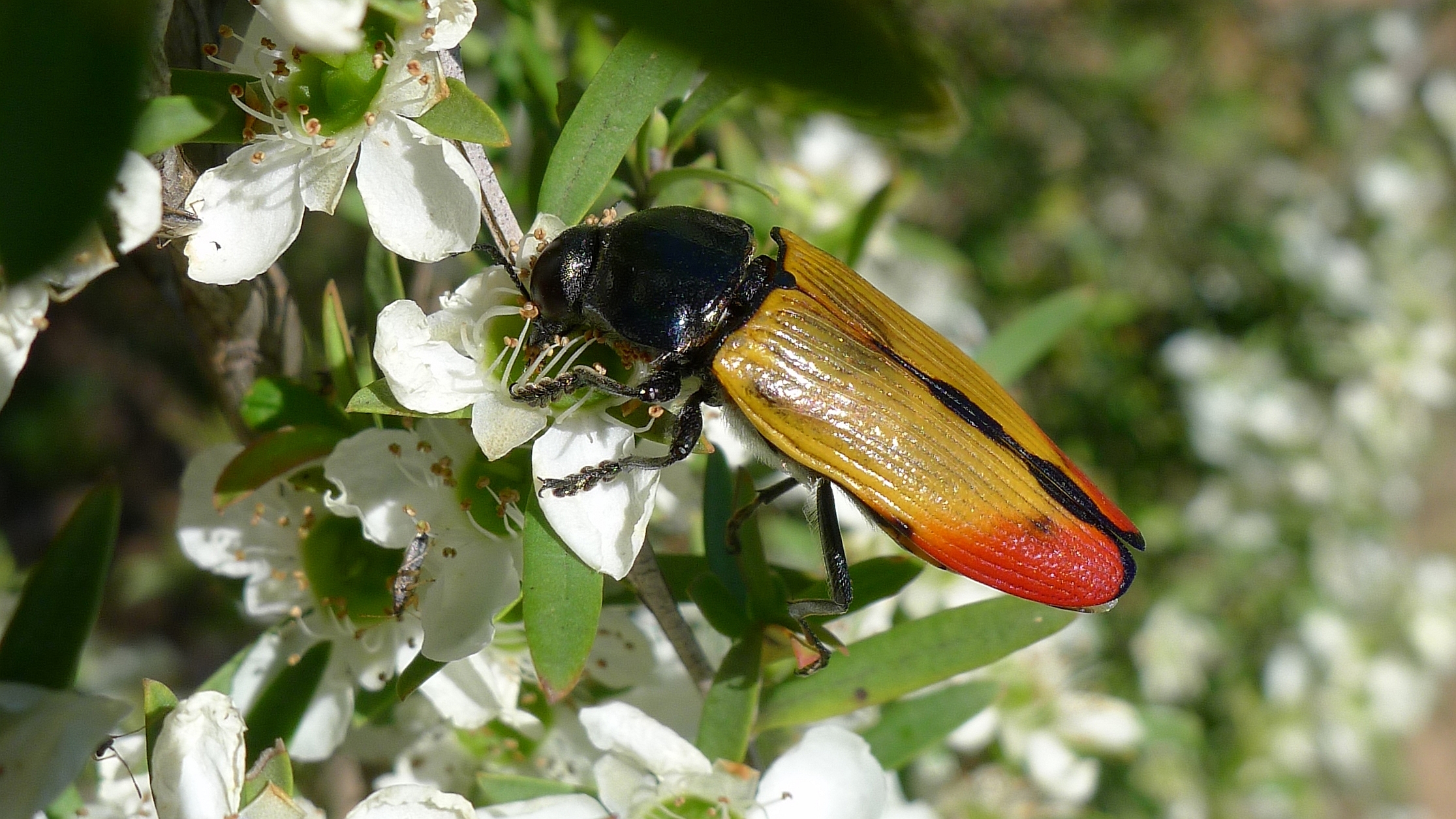 Buprestid B (11221288046)