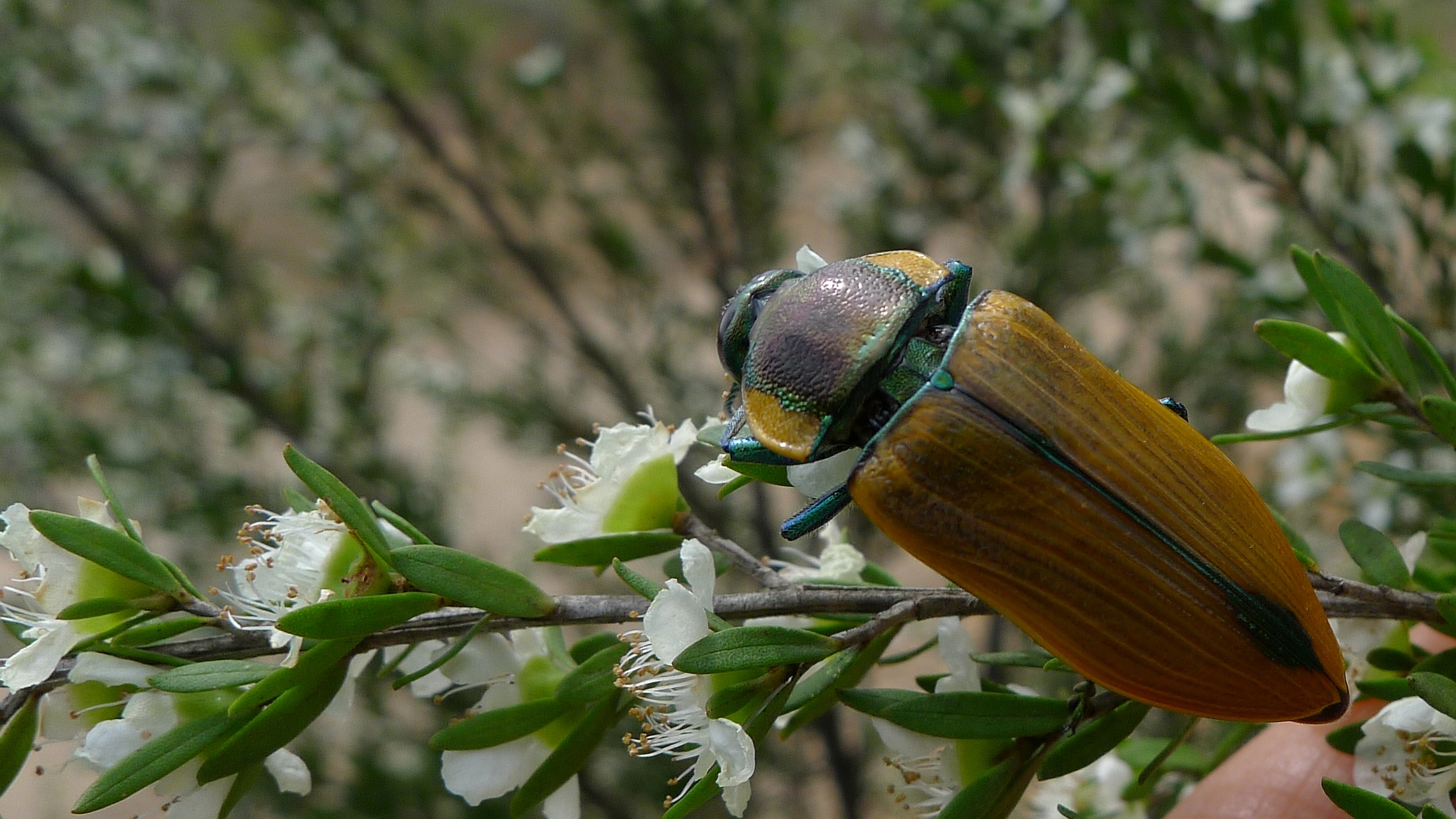 Buprestid BB (11306734535)