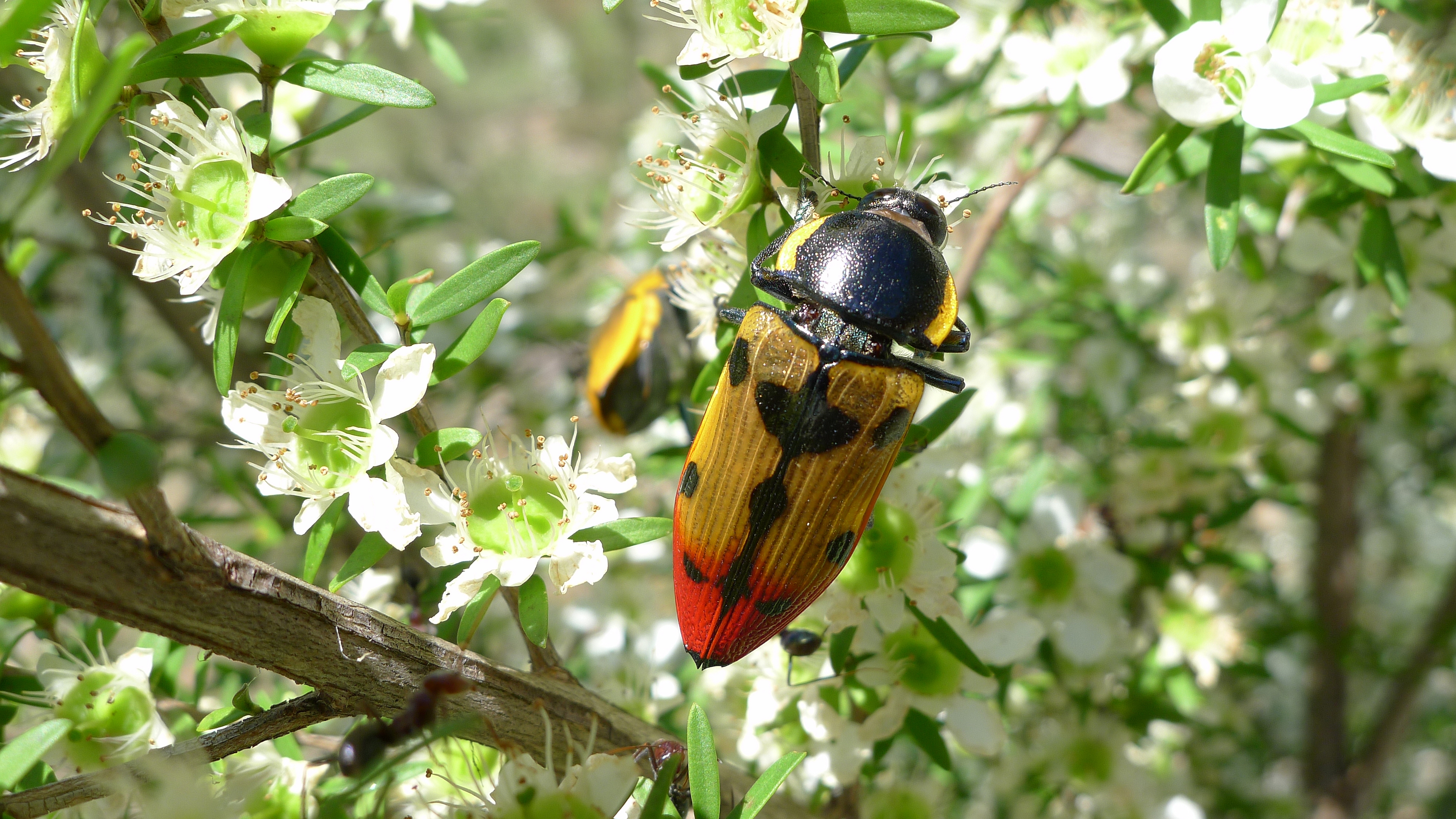 Buprestid C (11220948815)