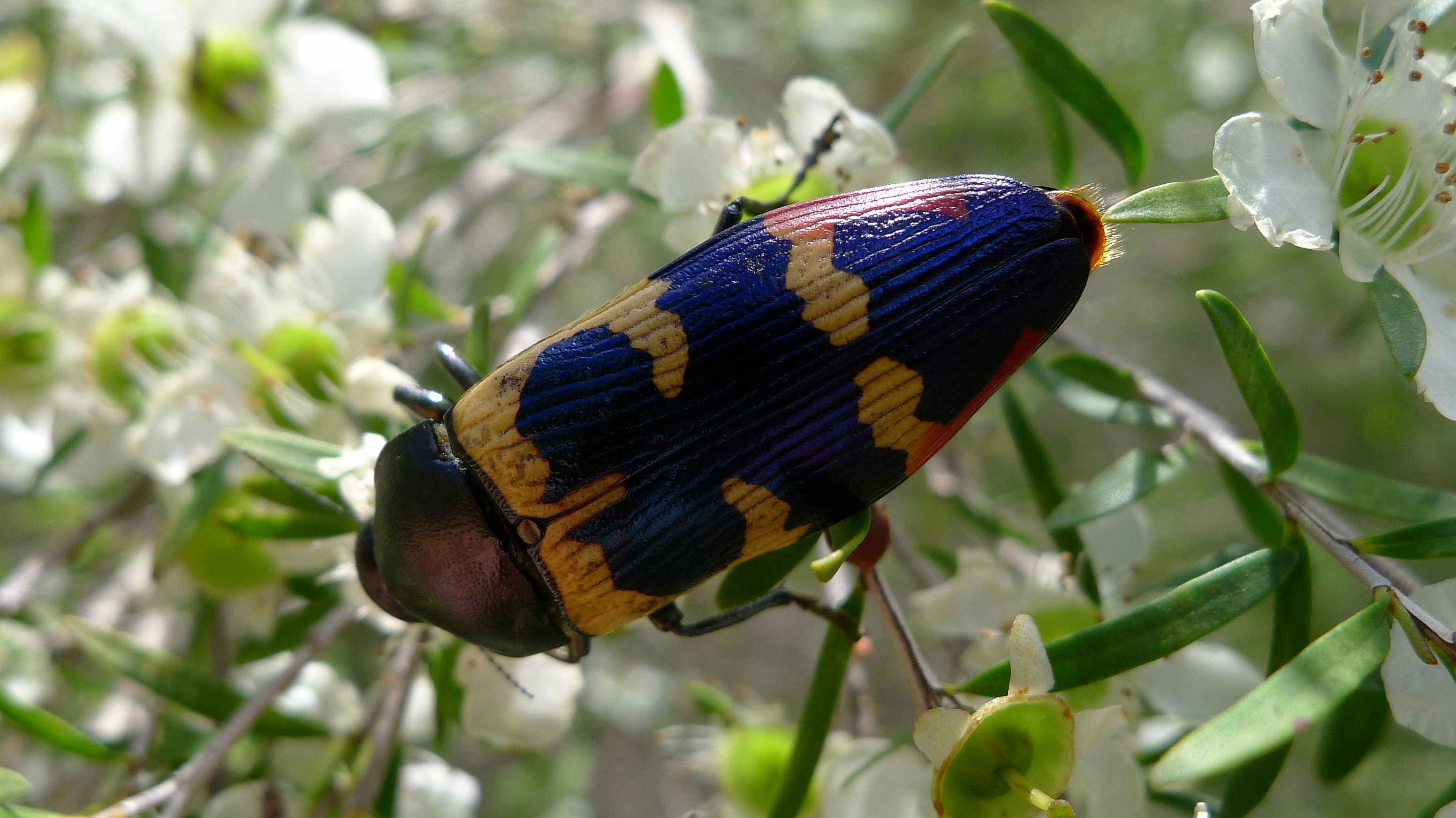 Buprestid CC (11306781916)
