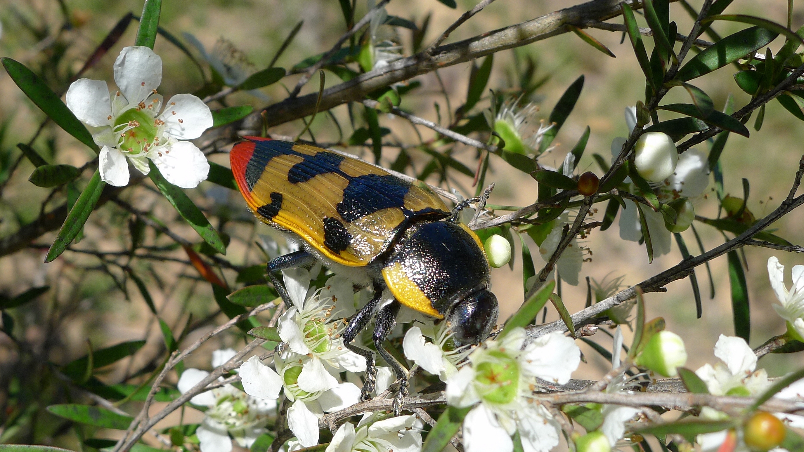 Buprestid D (11220995066)