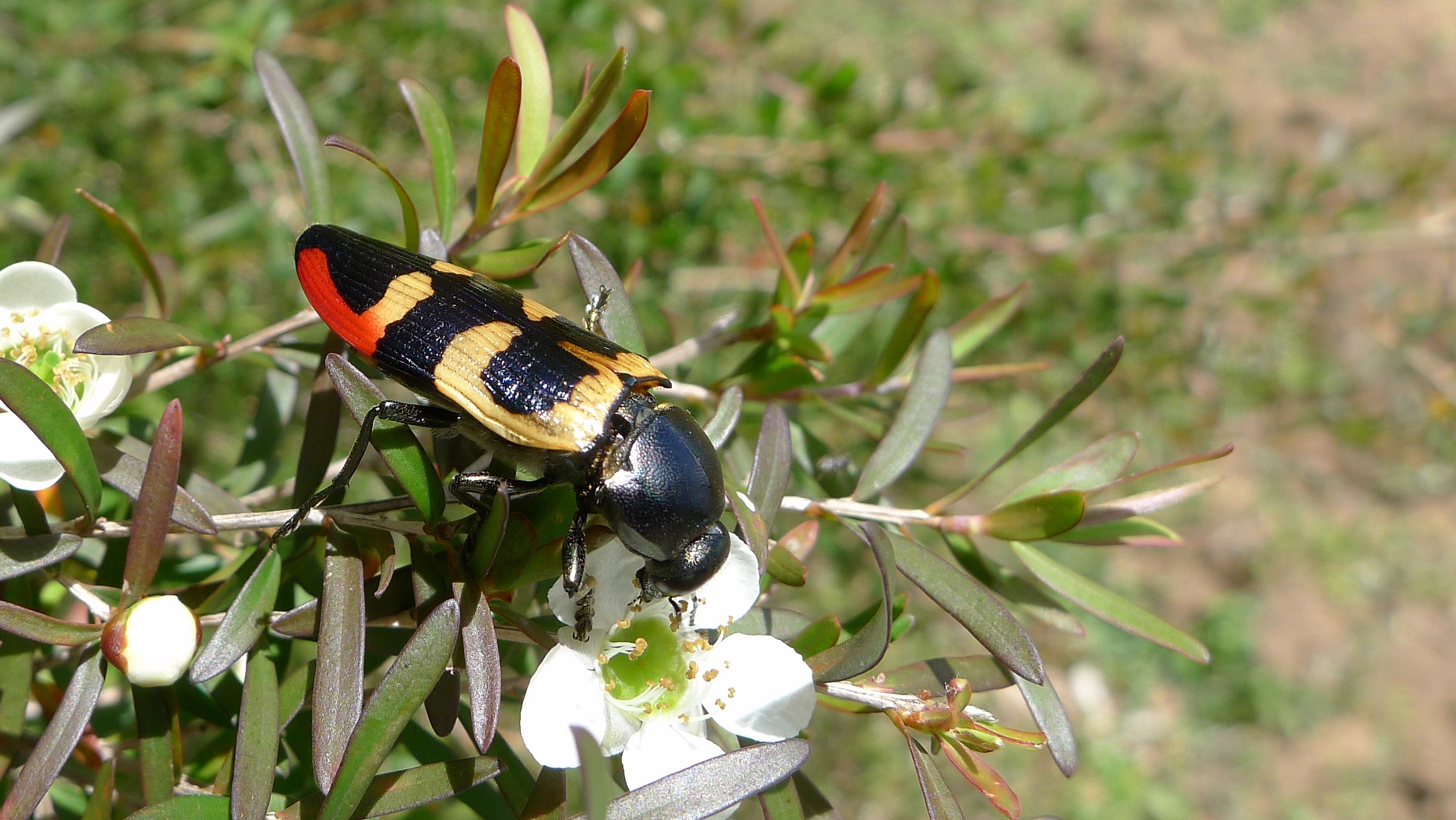 Buprestid DD (11306793825)
