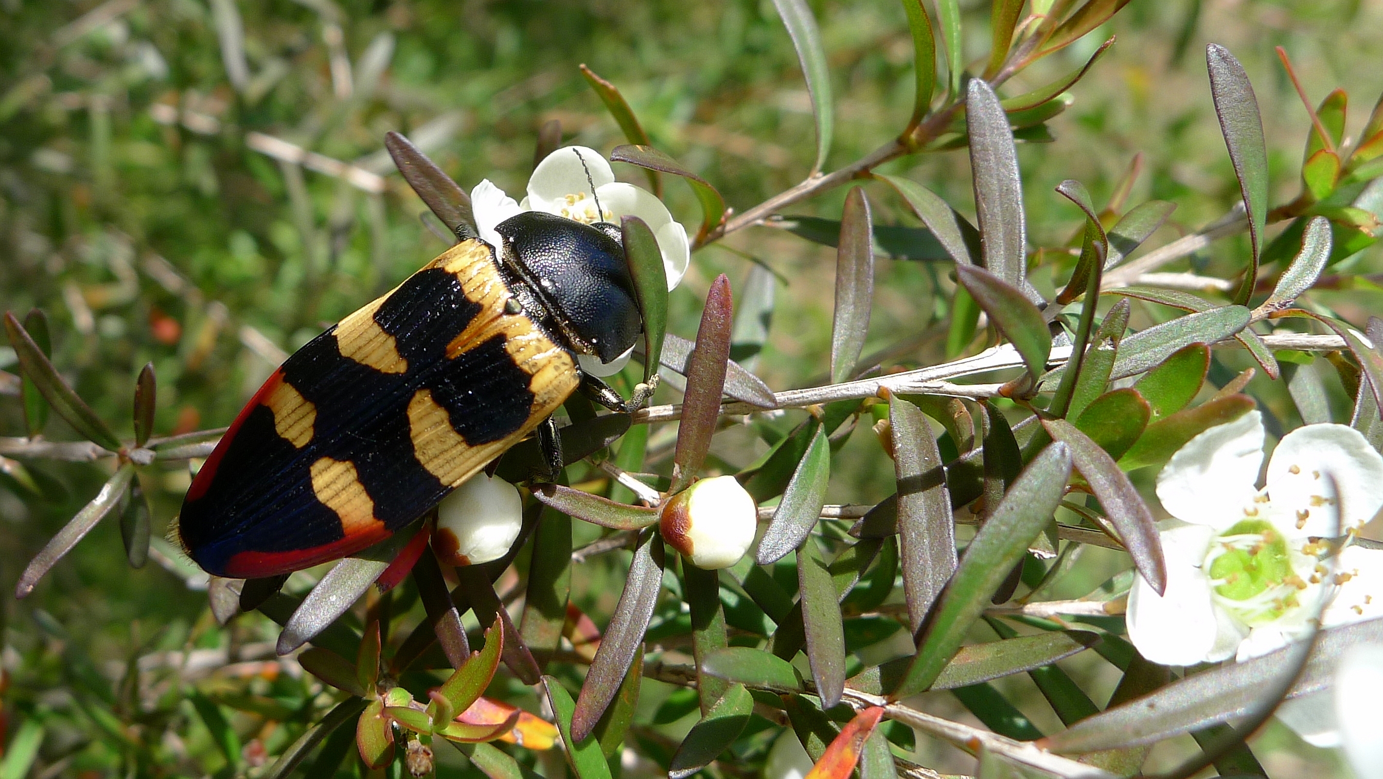 Buprestid DD (11306820316)