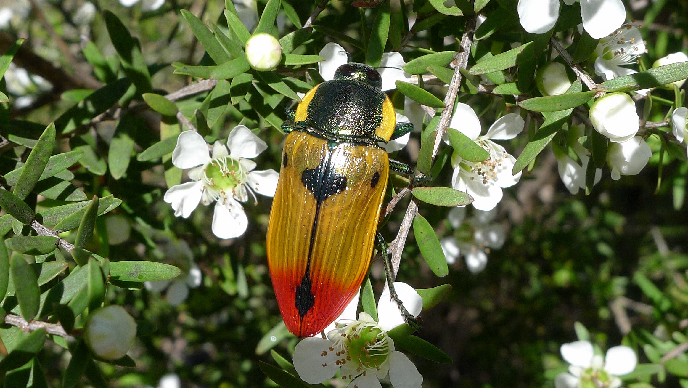 Buprestid E (11221092873)