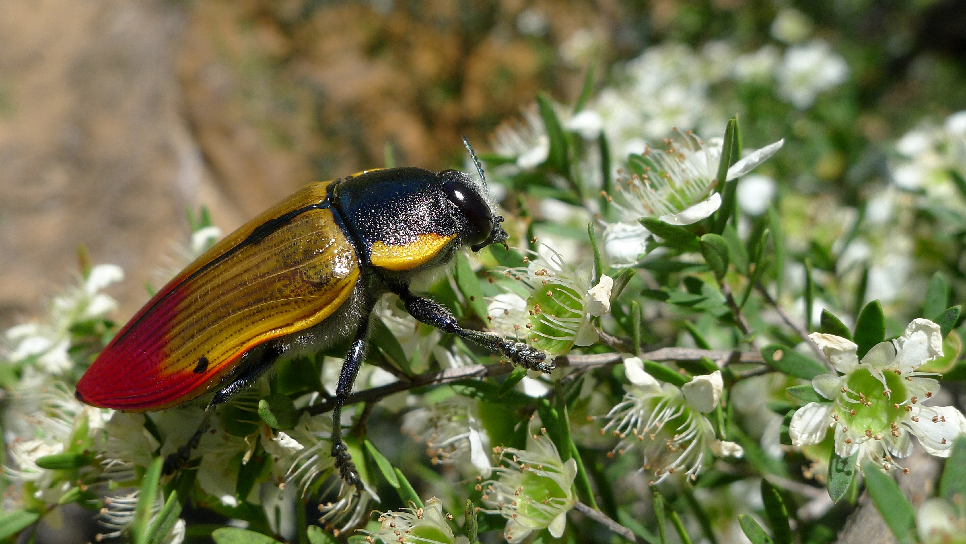 Buprestid F (11221031704)