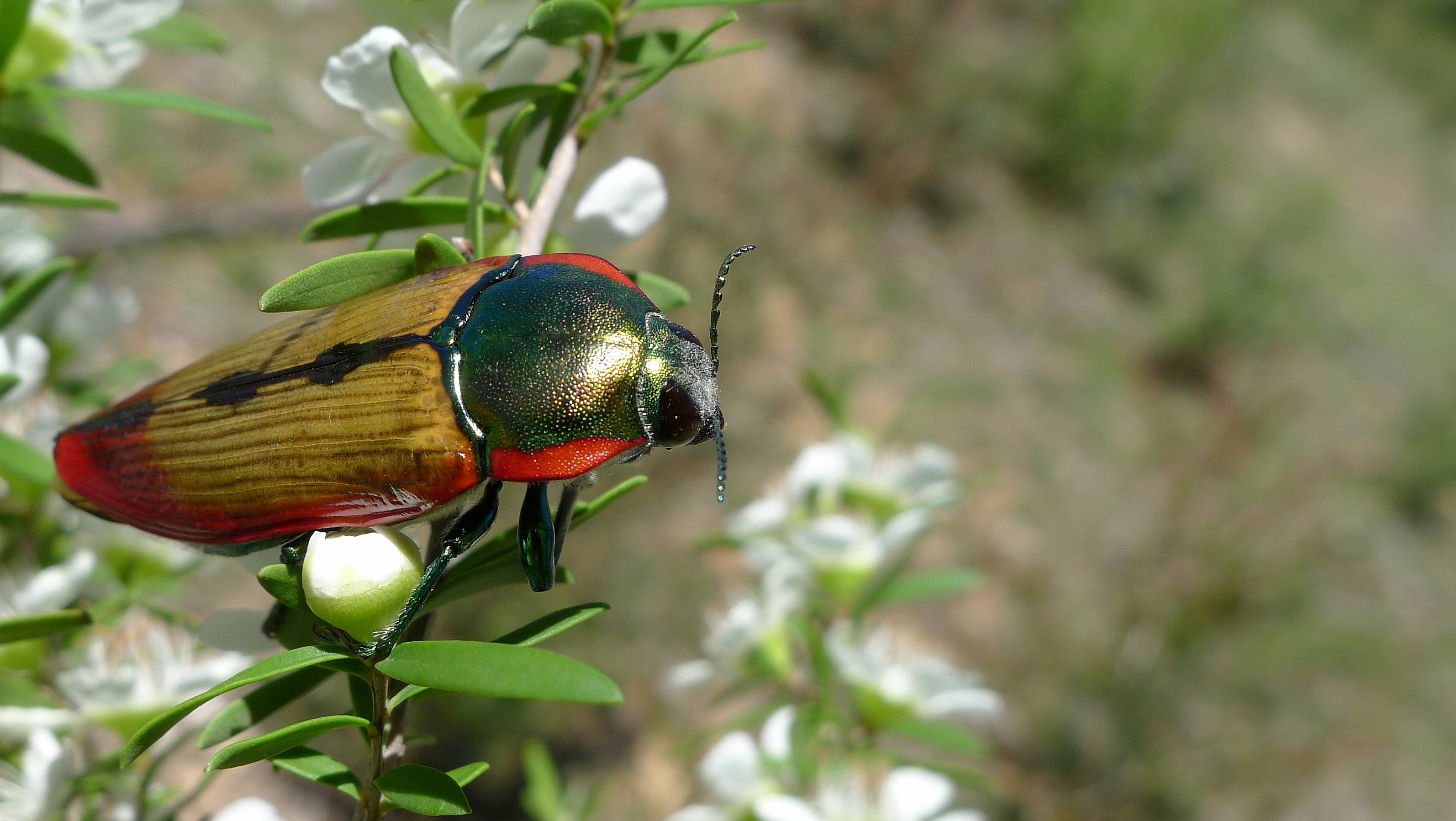 Buprestid G (11221057825)